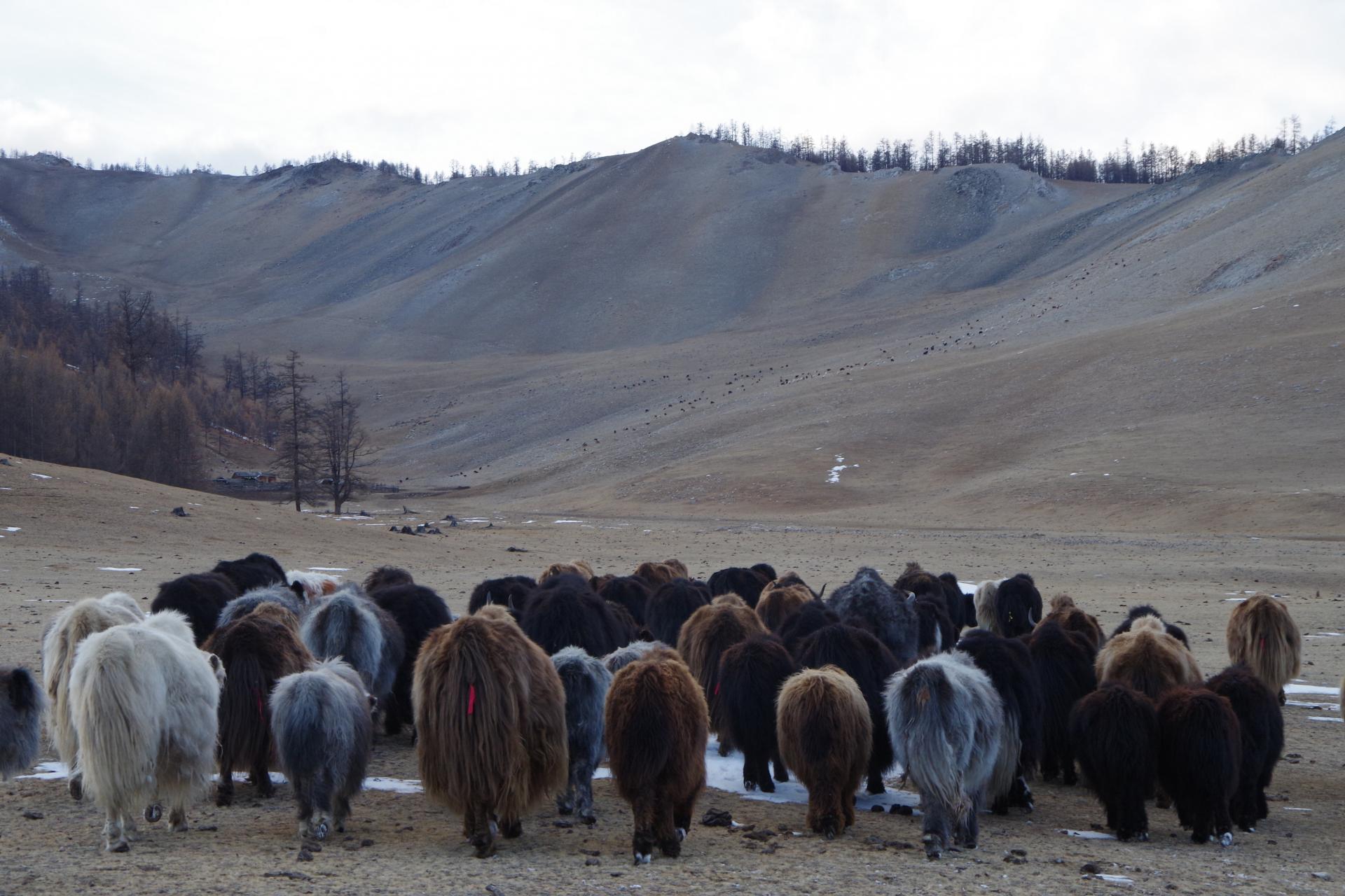 Mongolian sheperd