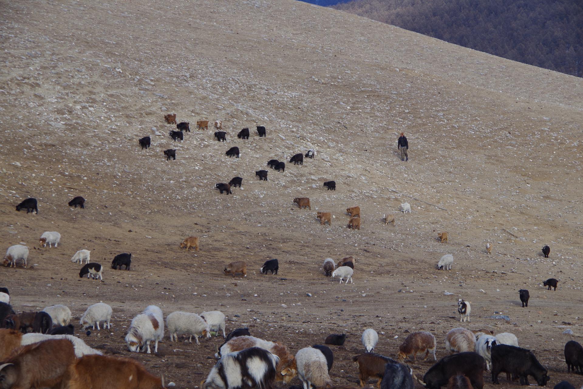 Mongolian sheperd