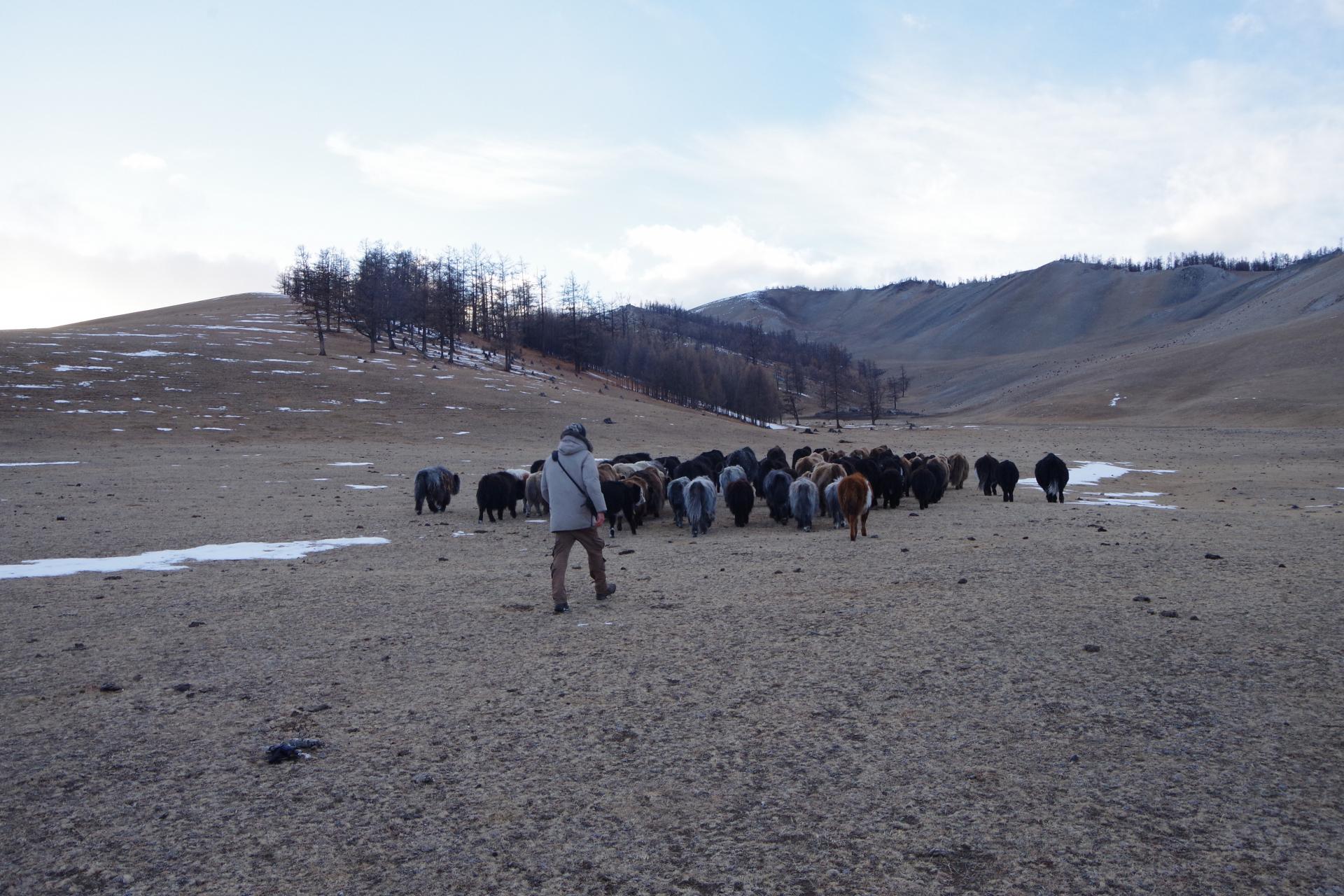Mongolian sheperd