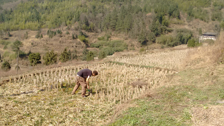 Yang rice