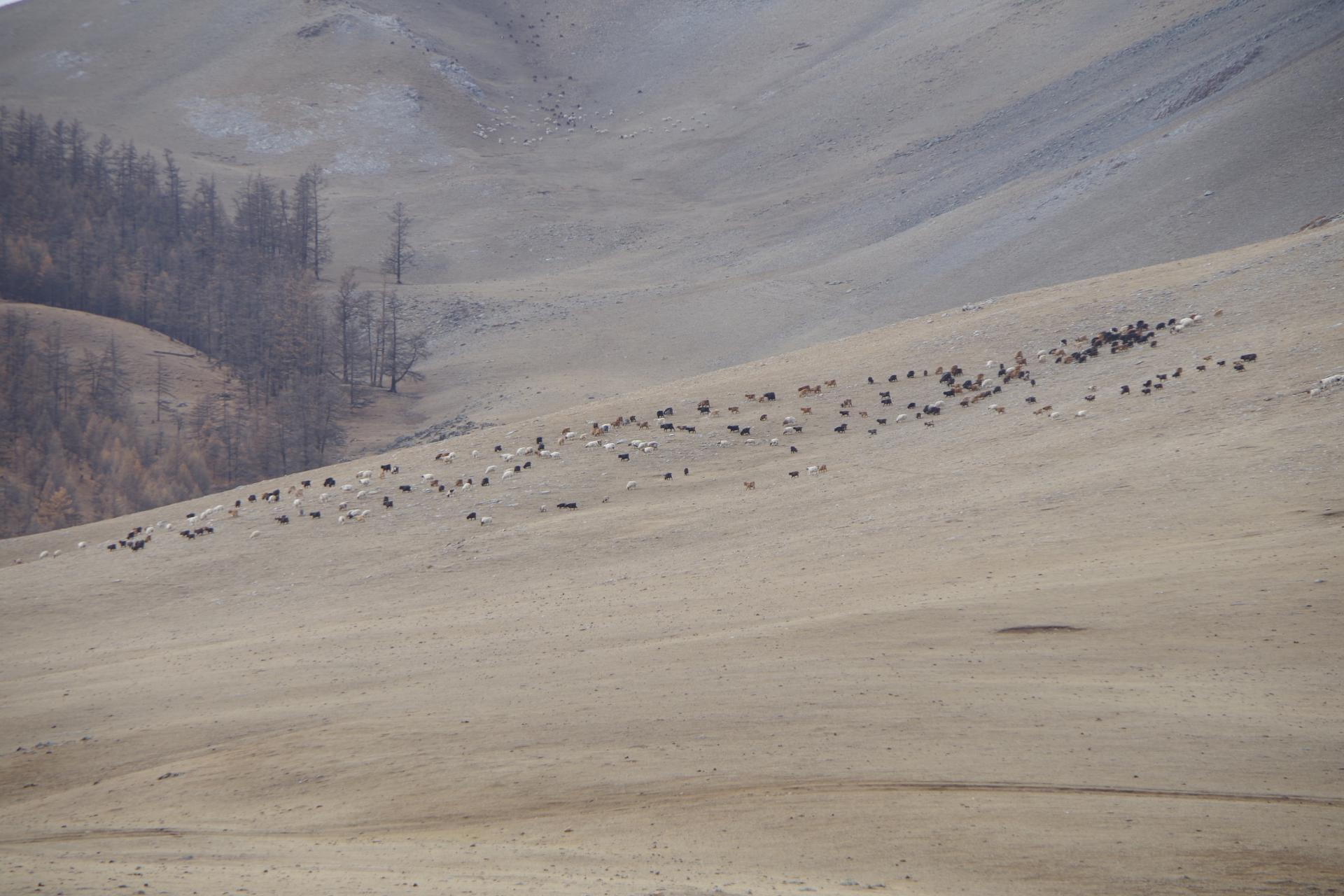Mongolian sheperd