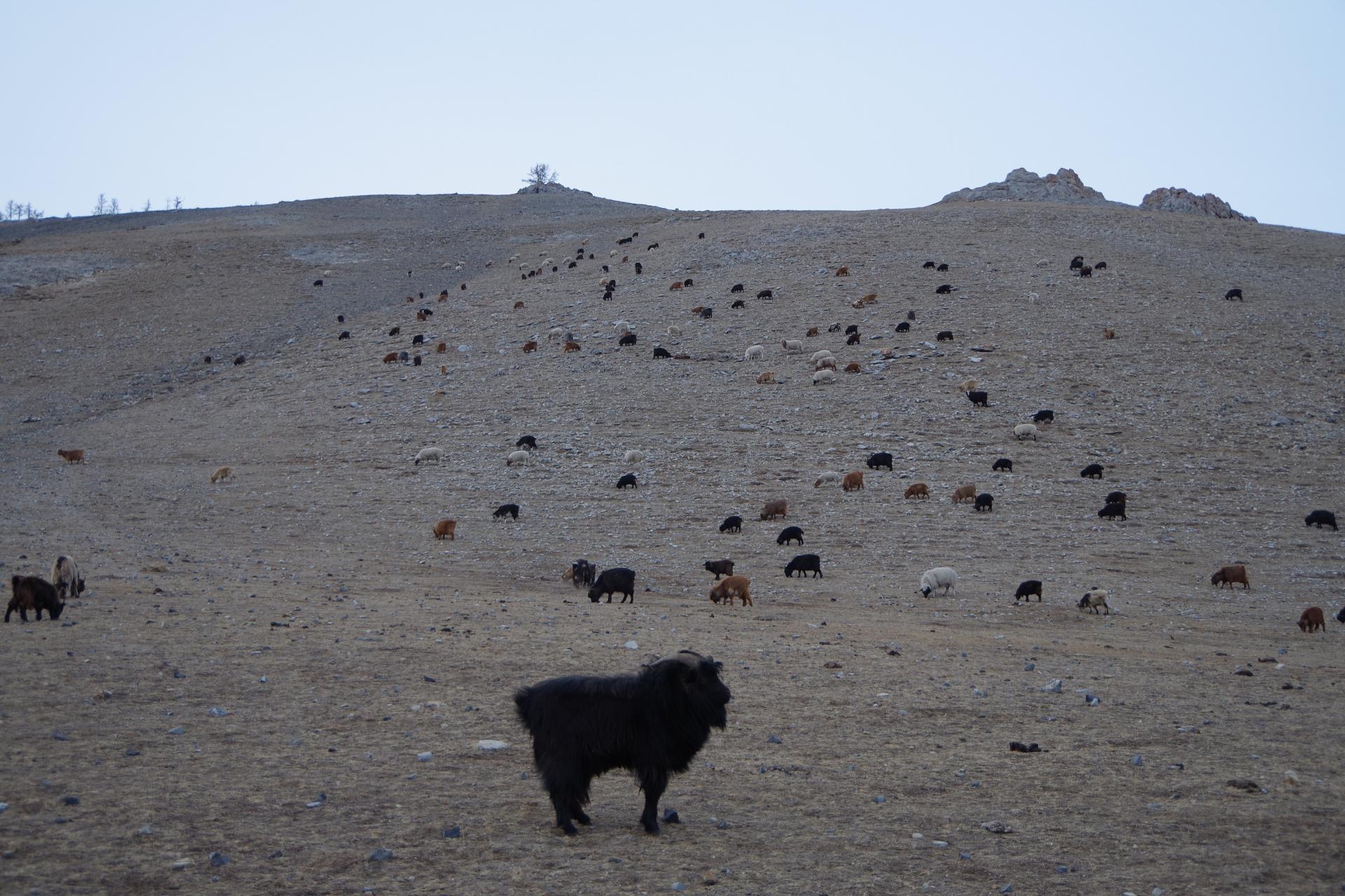Mongolian sheperd