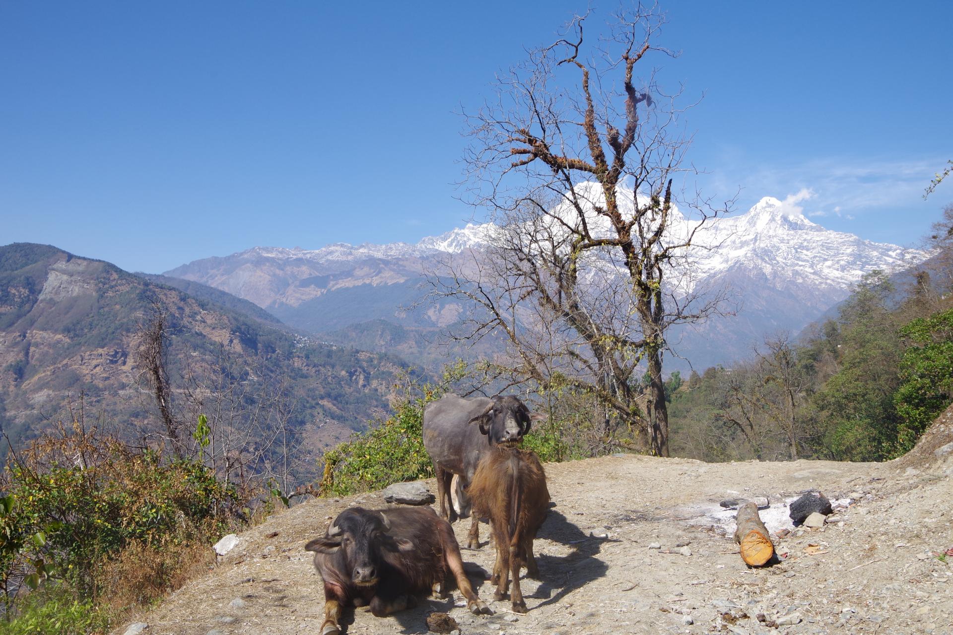 Mardi Himal 45