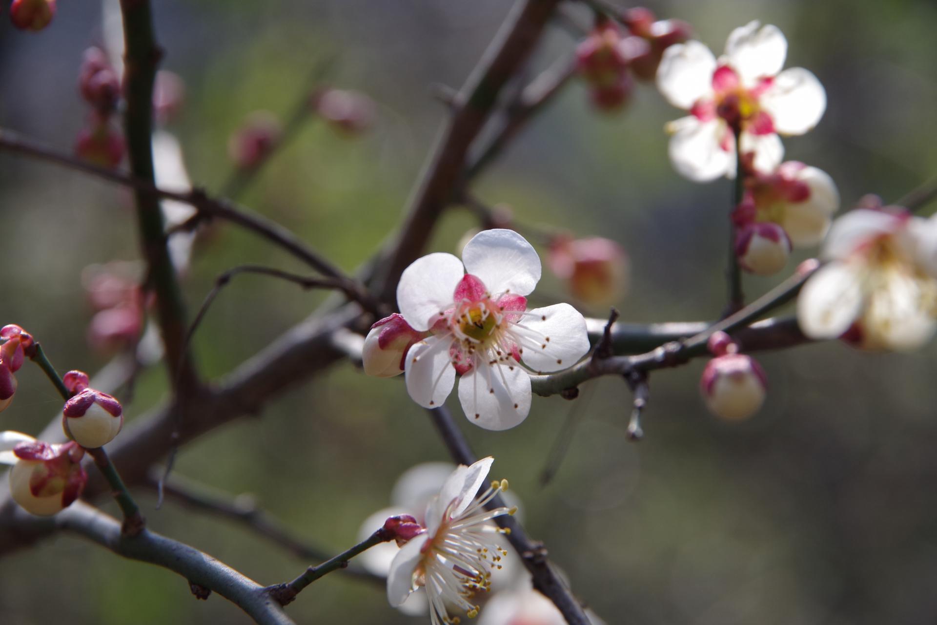 Spring caijiagou