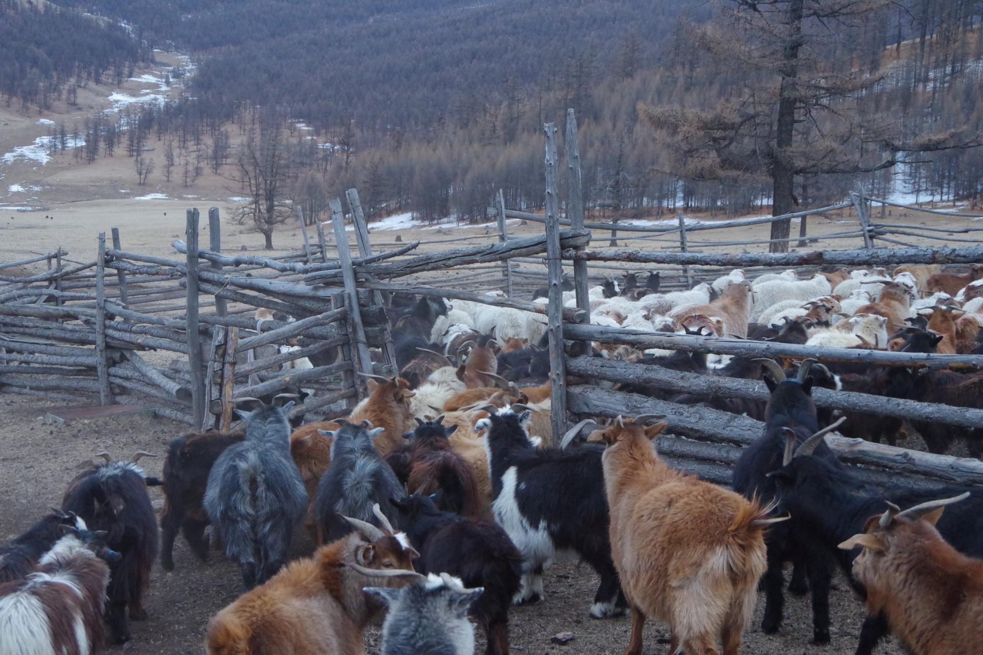 Mongolian sheperd