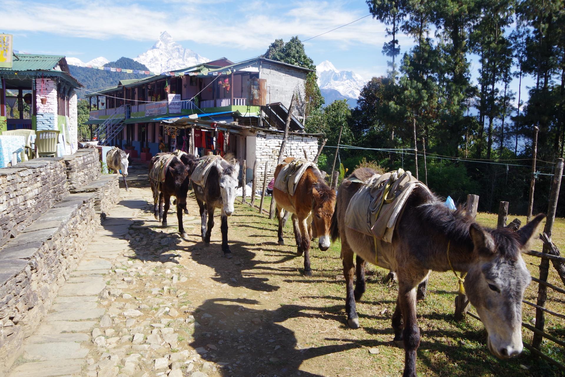Mardi Himal 46