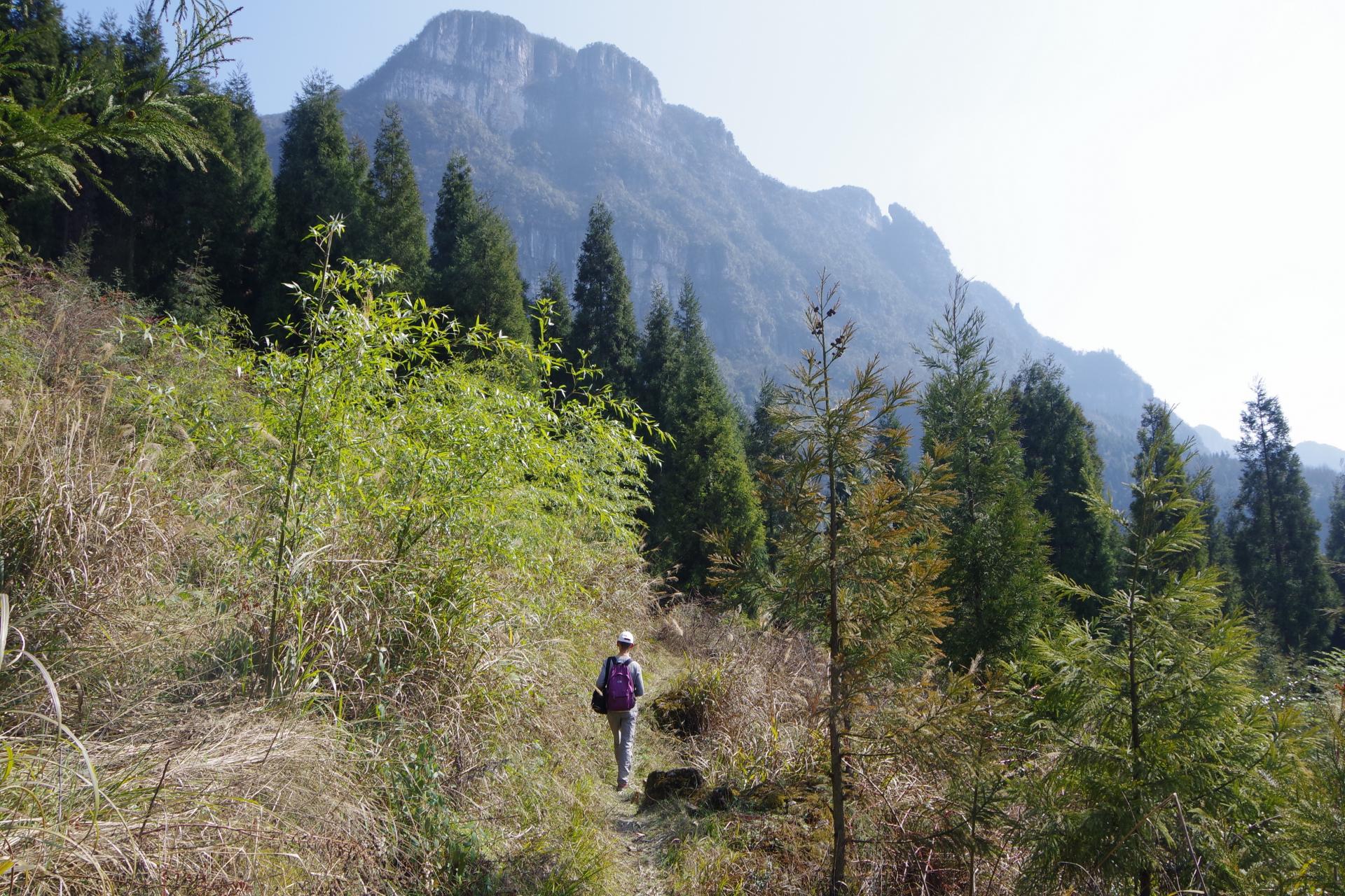Yang trek