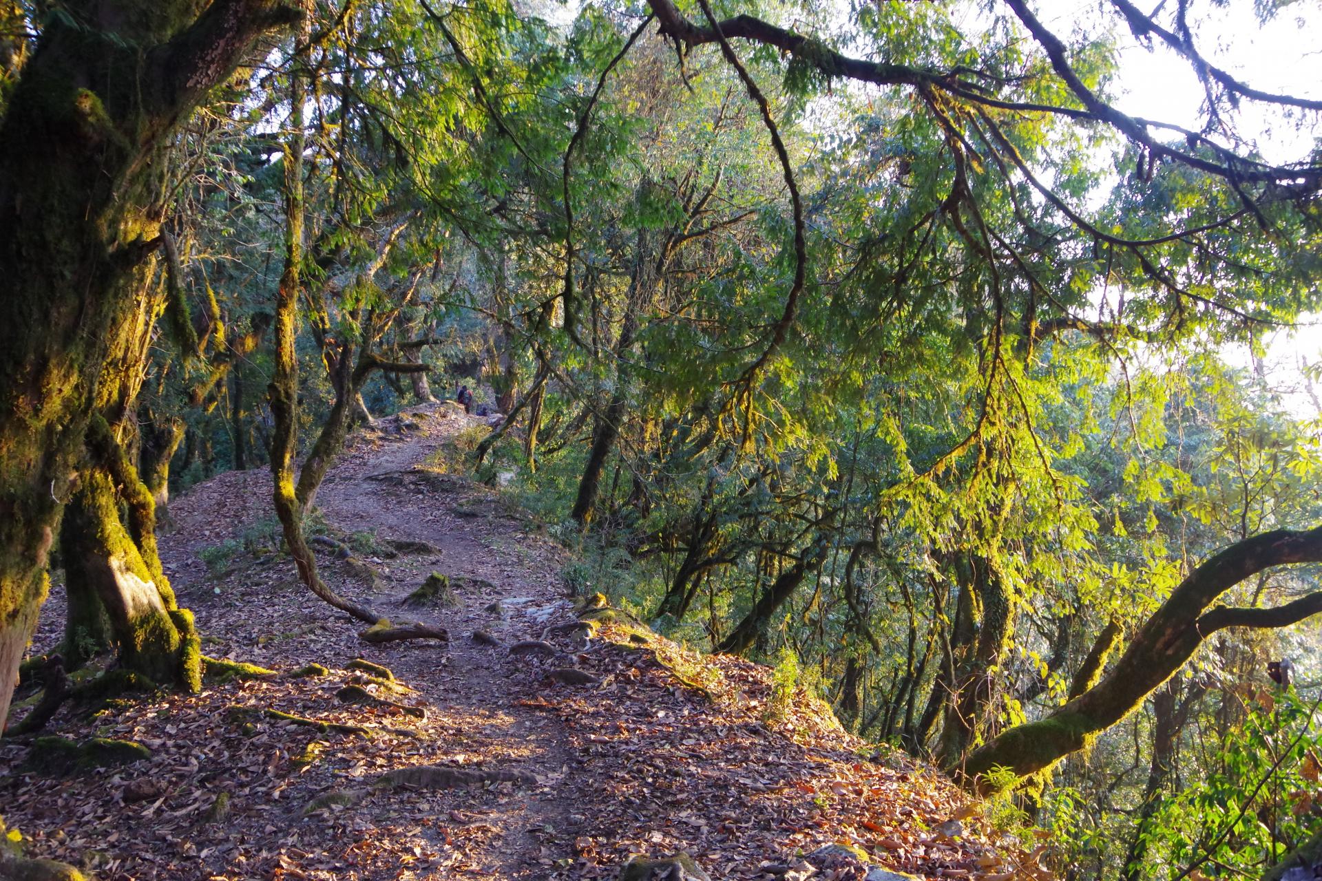 Mardi Himal Forest Camp