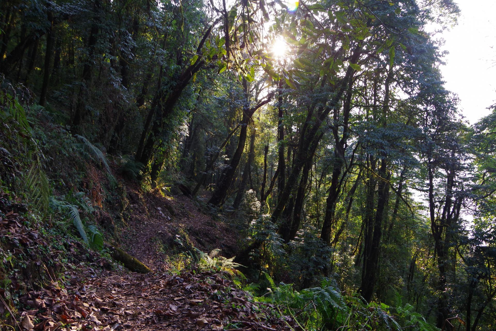 Mardi Himal Forest Camp