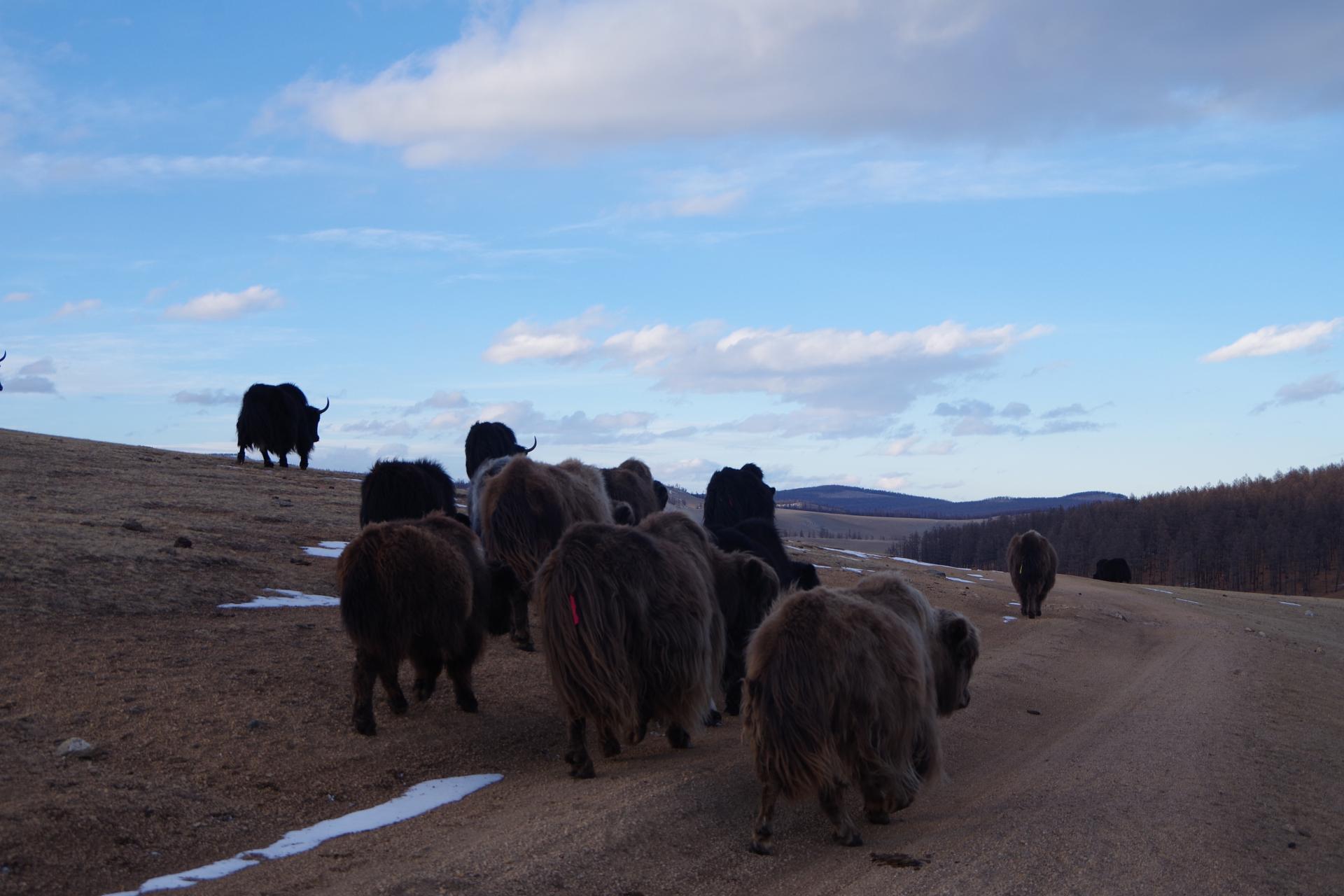 yaks back home hatgal