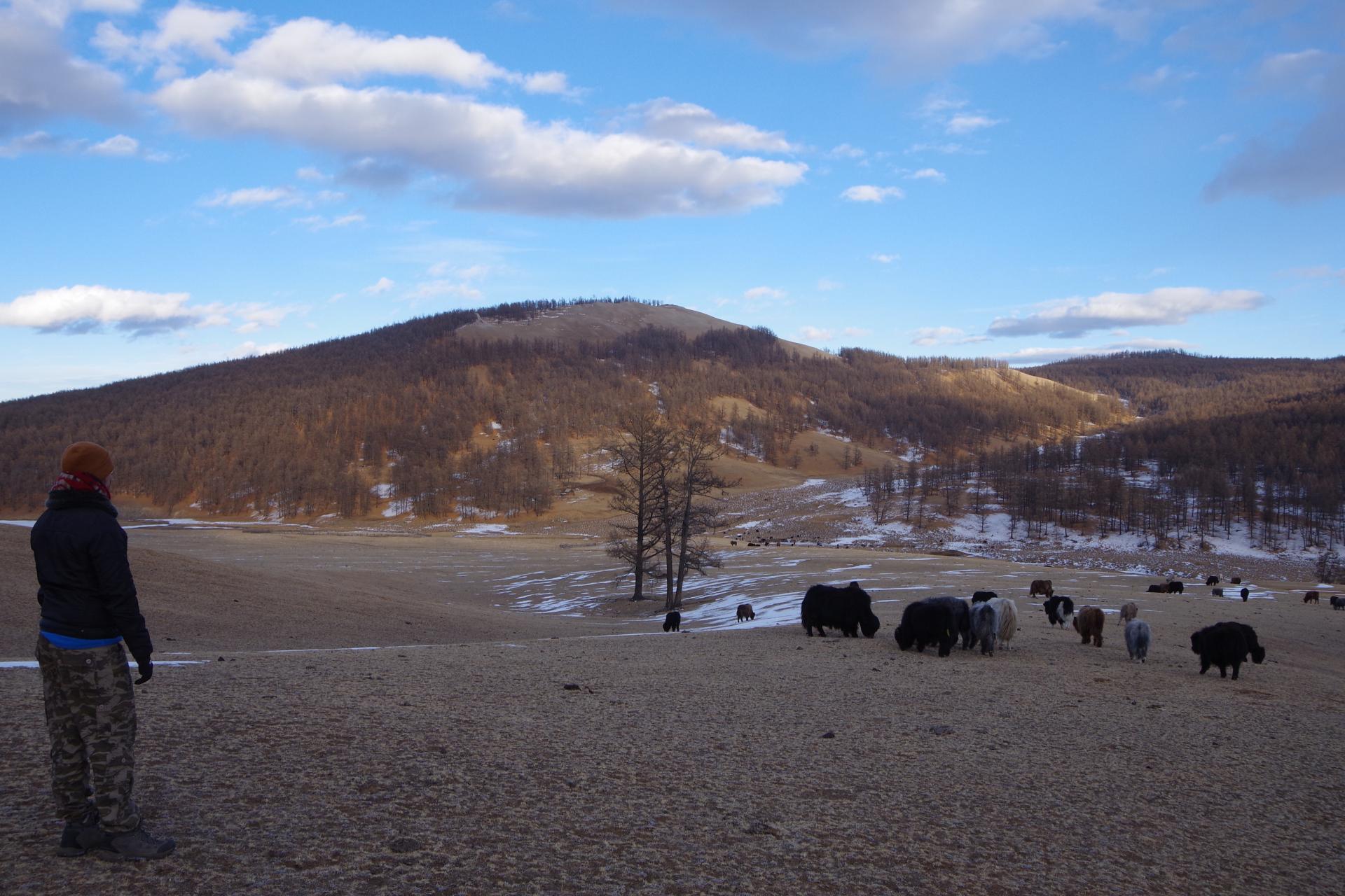 yaks back home hatgal