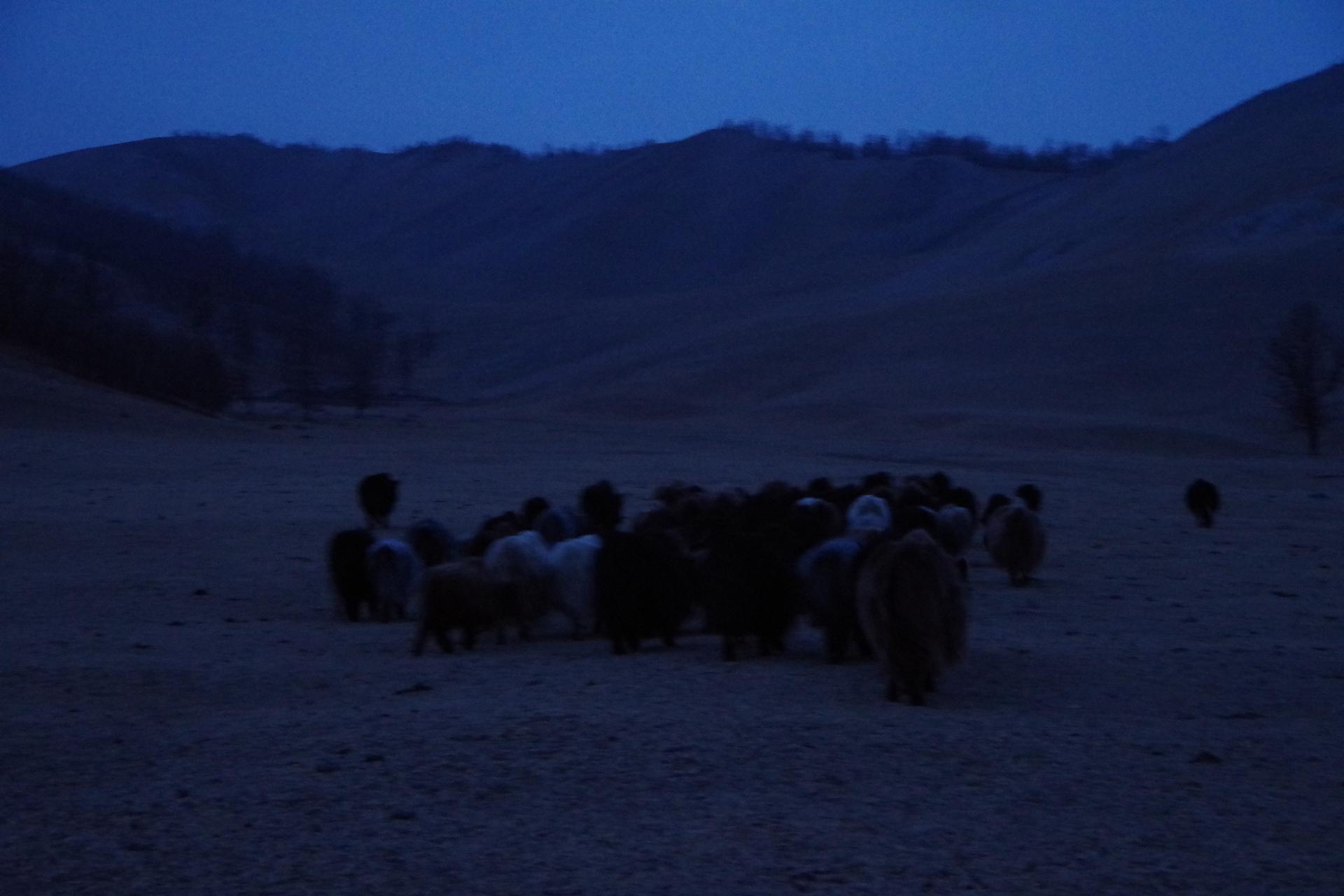yaks back home hatgal