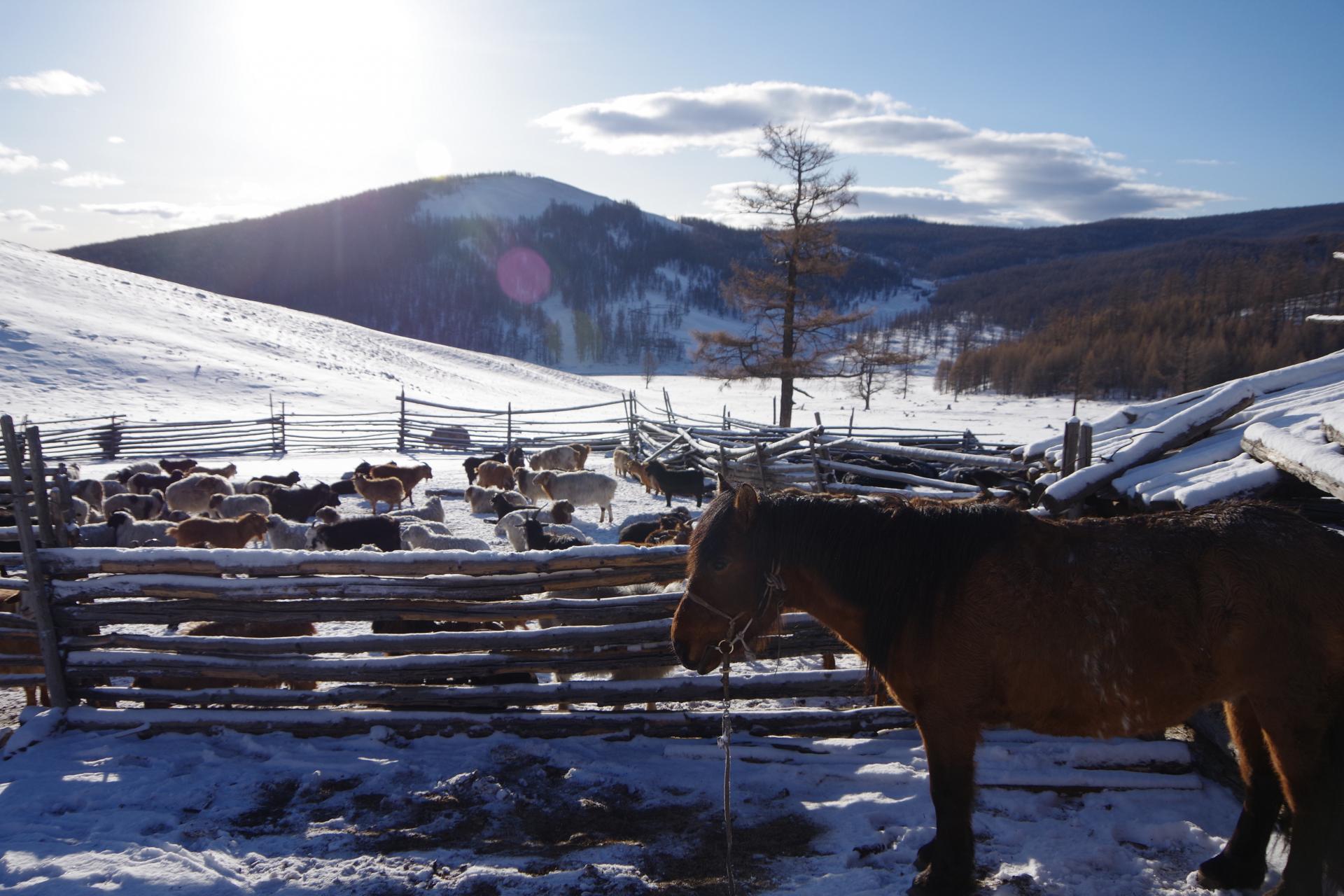 Hatgal farm snow