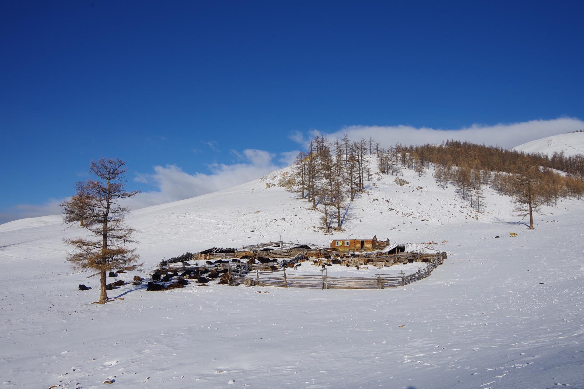Hatgal farm snow