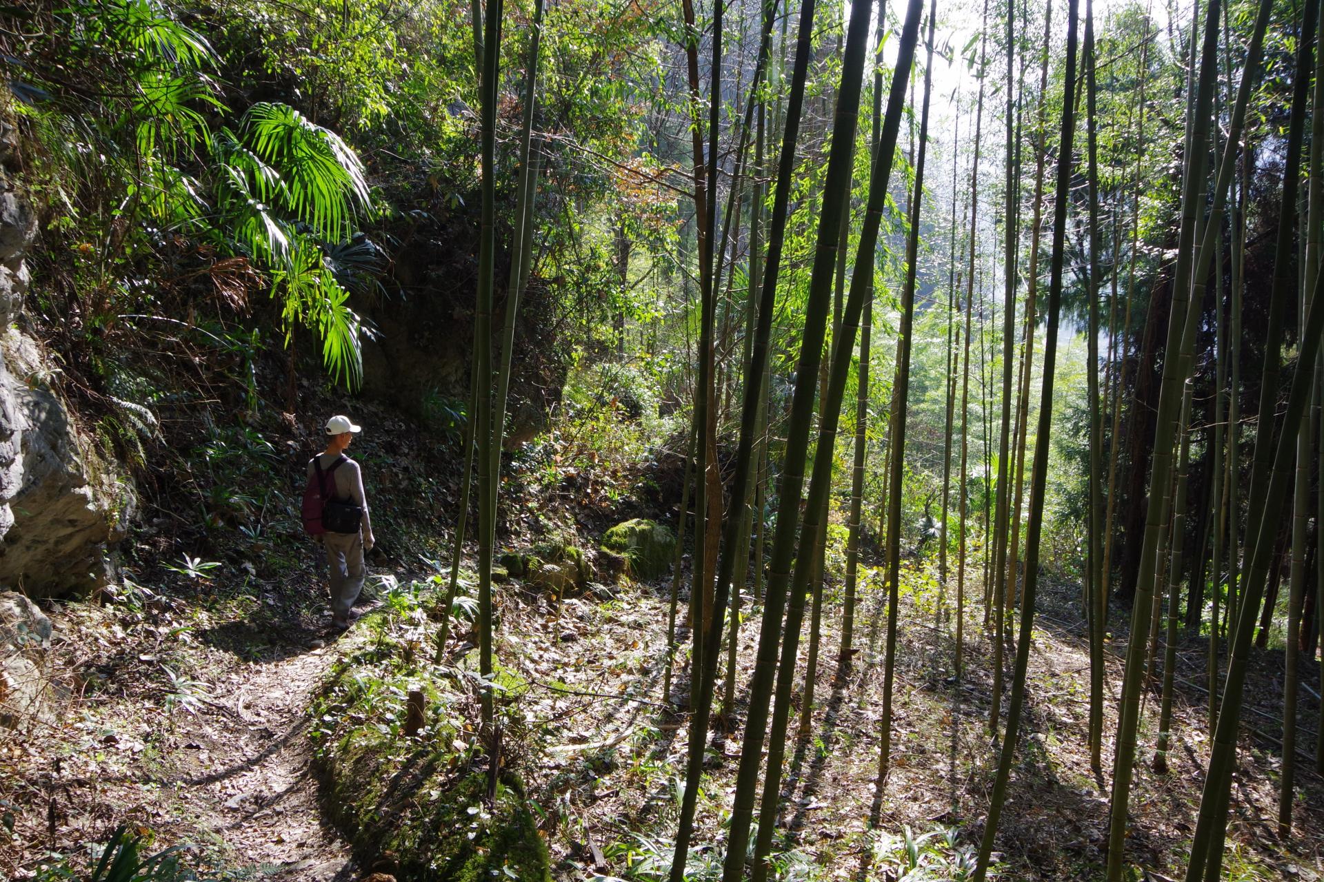 Caijiagou bamboo