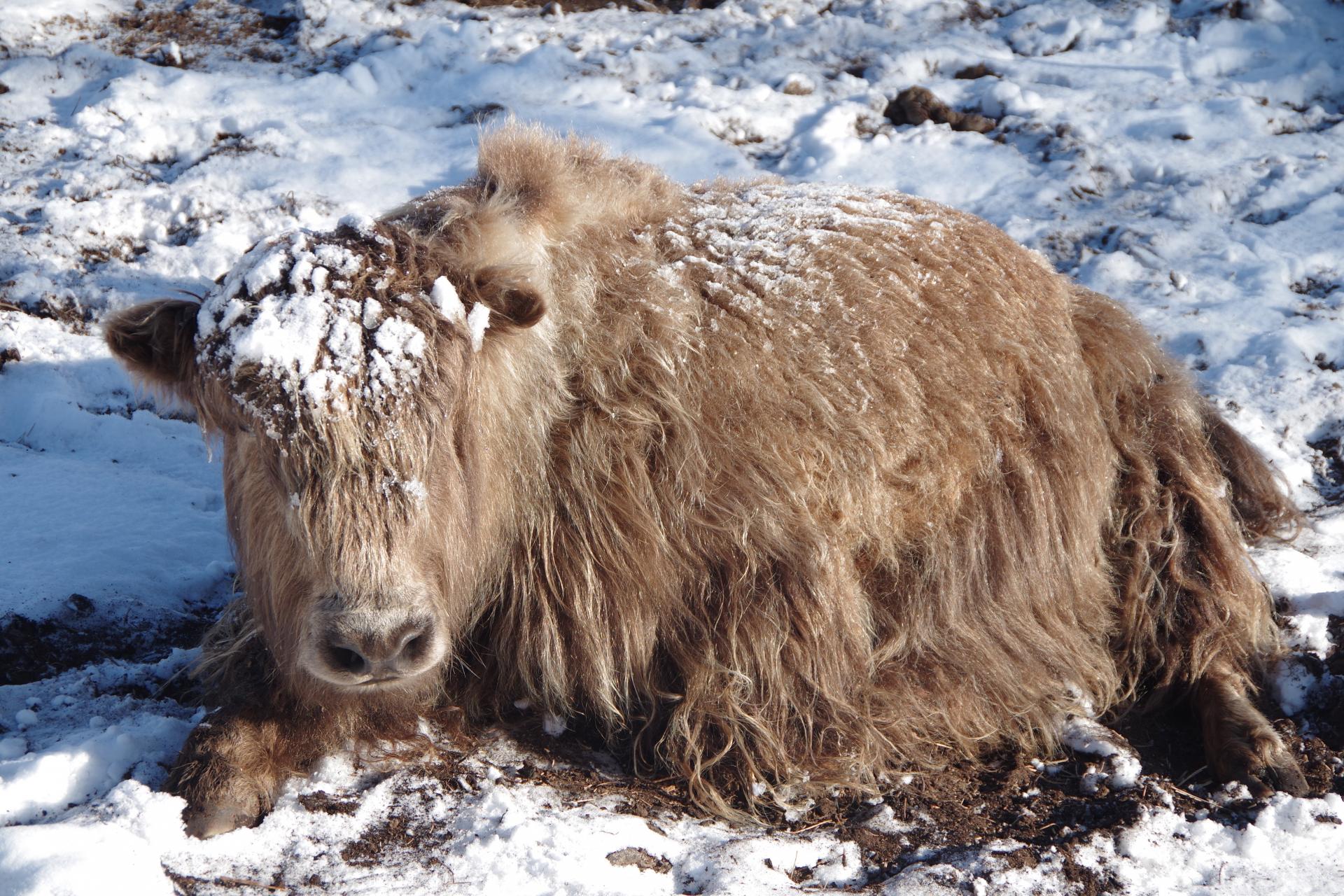 Hatgal farm snow