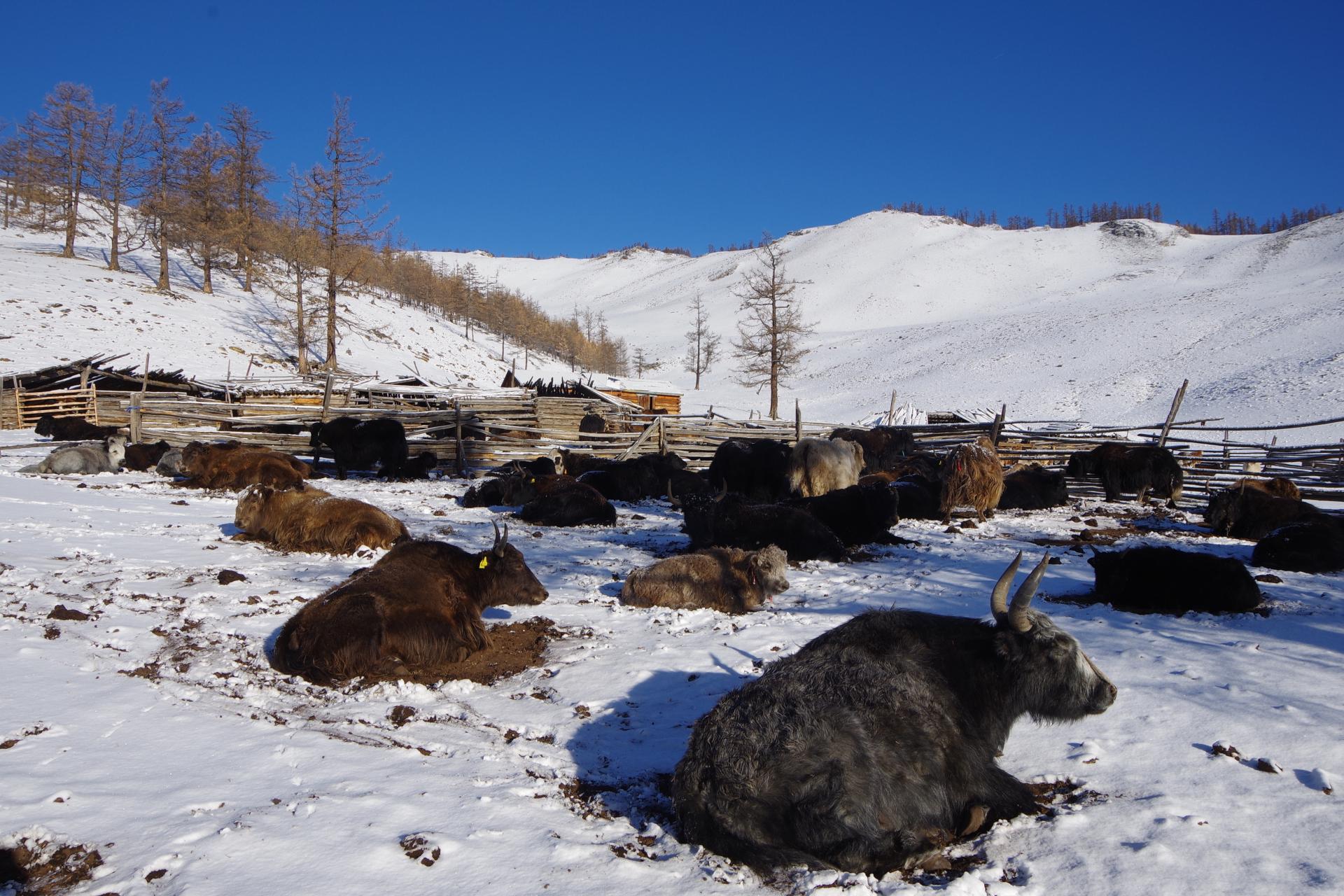 Hatgal farm snow