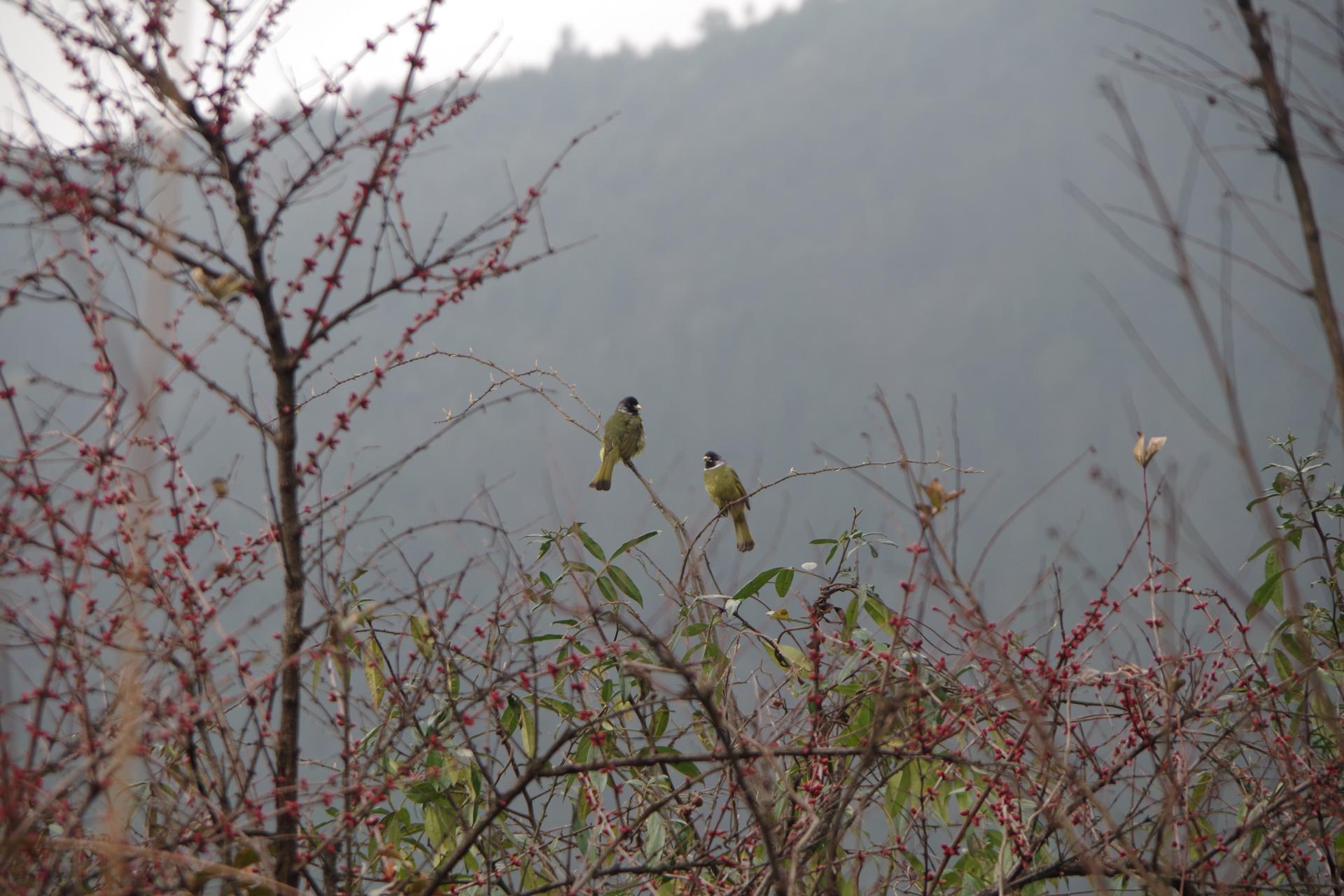 Caijiagou birds