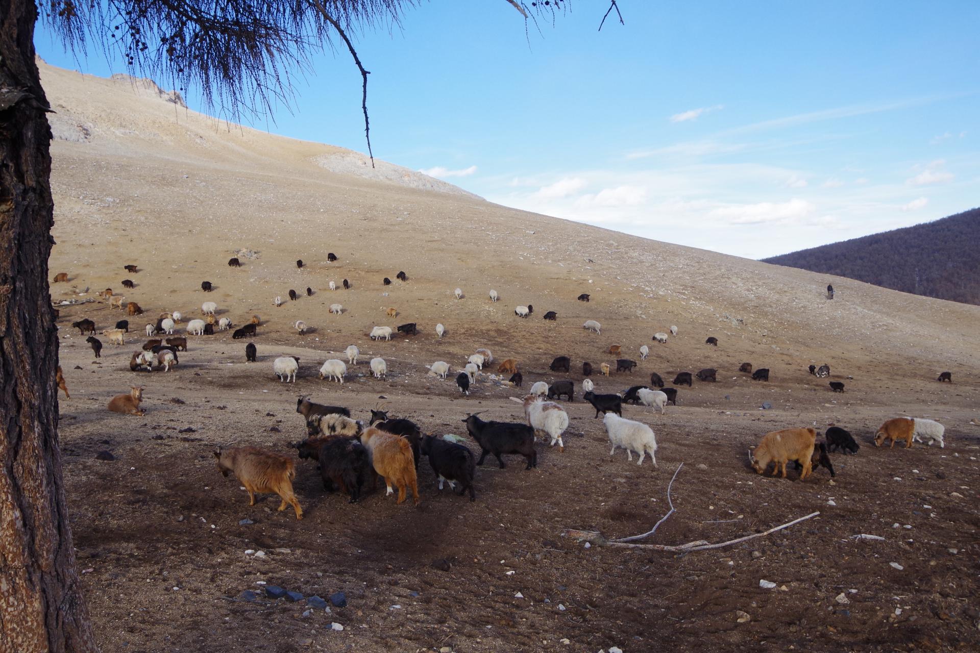 Sheep herd mongolia