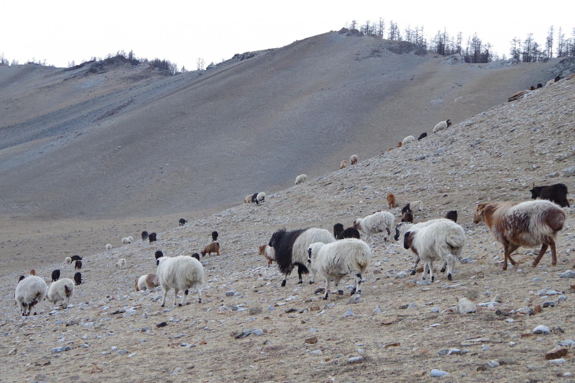 Sheep herd mongolia