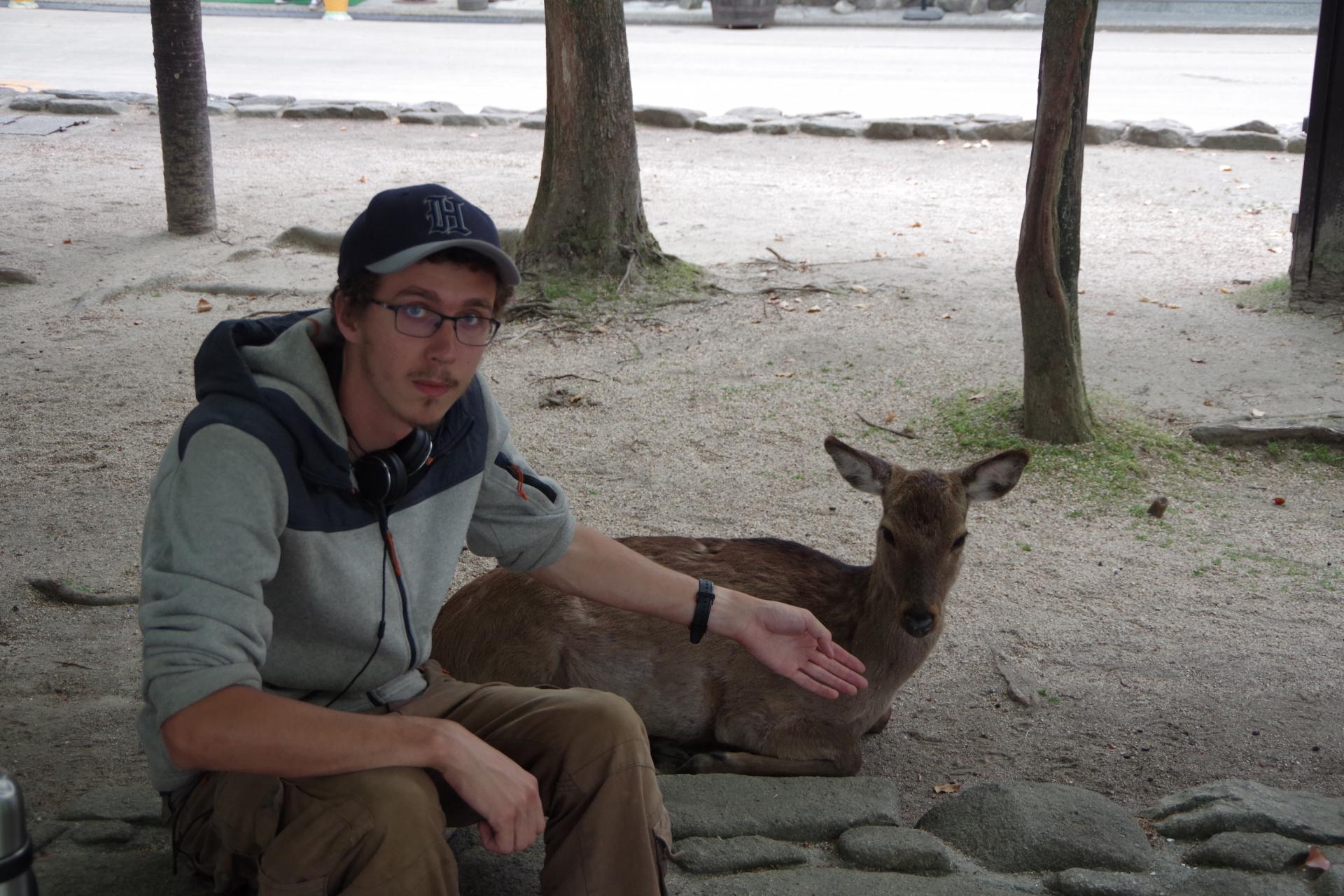 Miyajima island doe