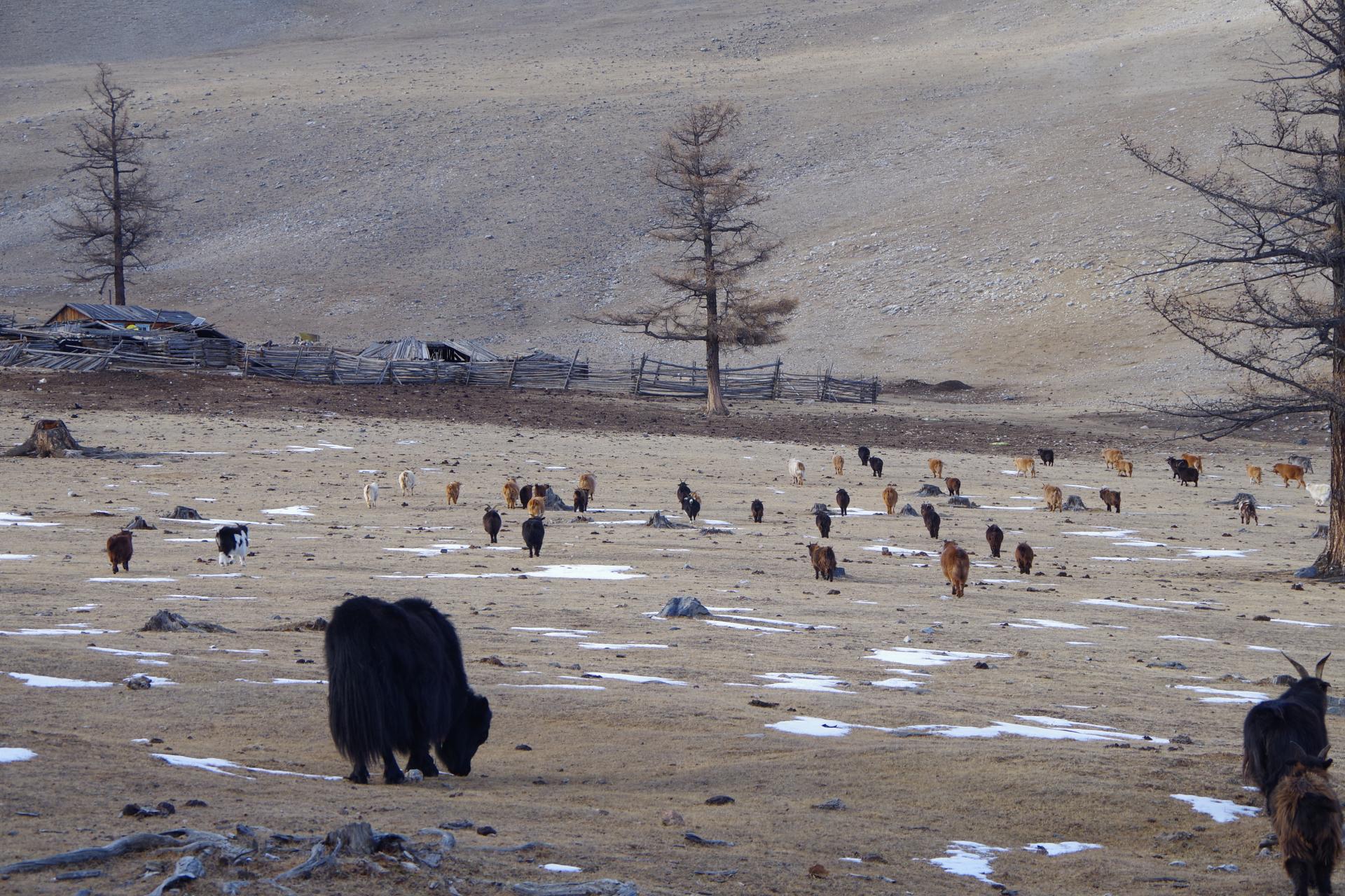 Sheep herd mongolia