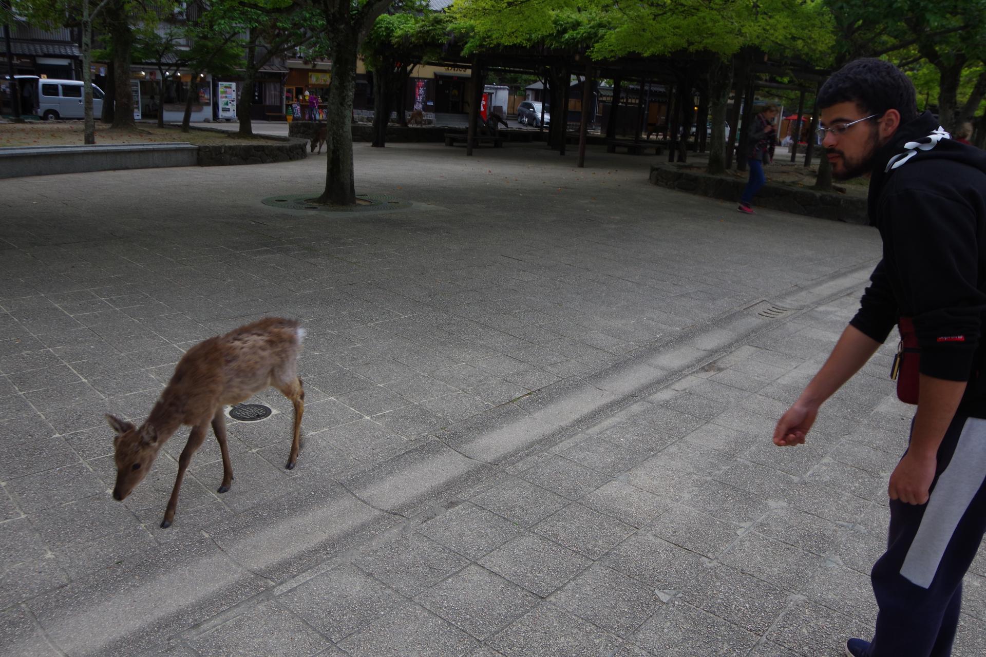 Miyajima island doe