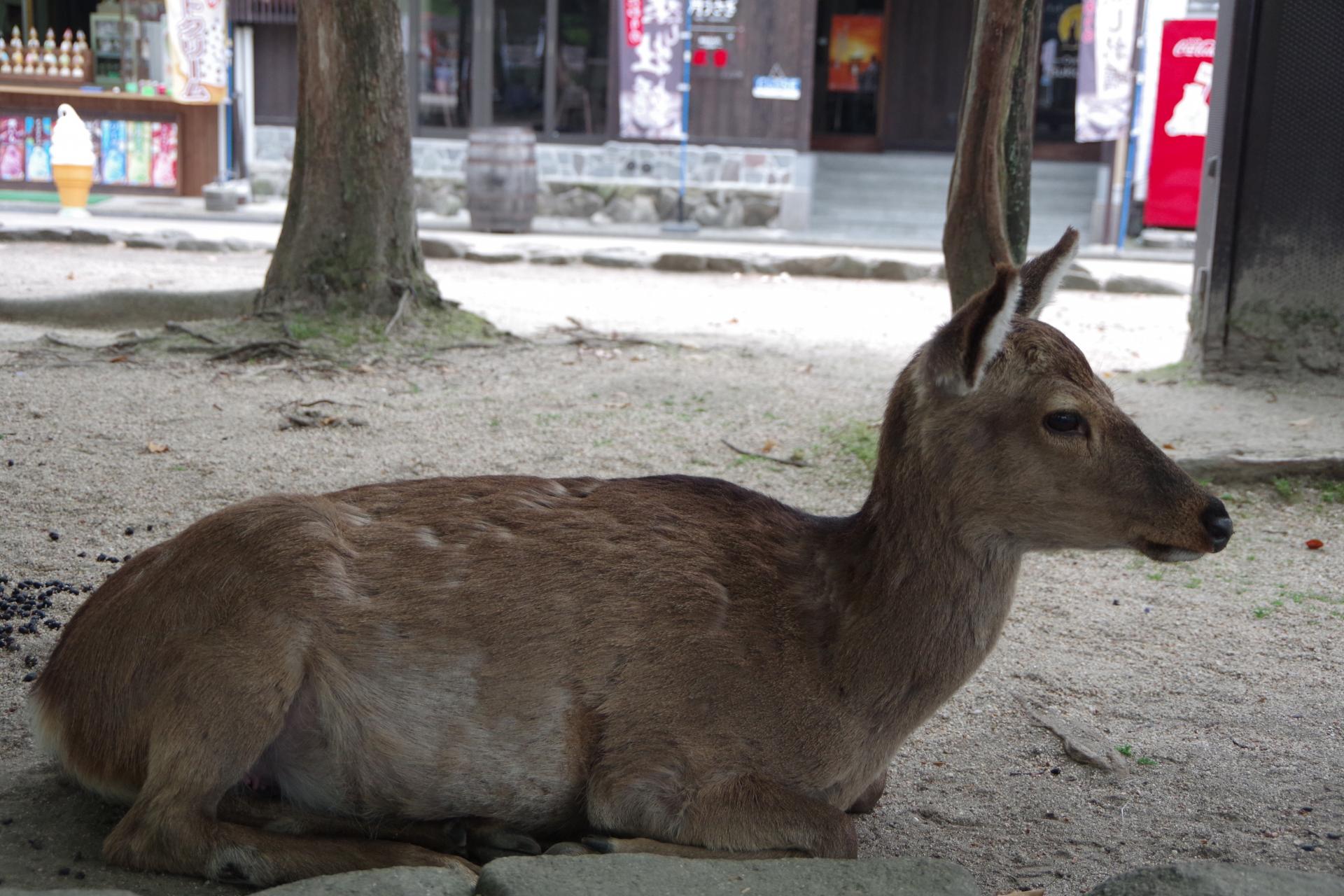 Miyajima island doe