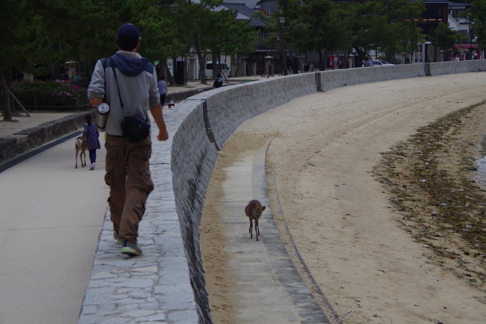 Miyajima island