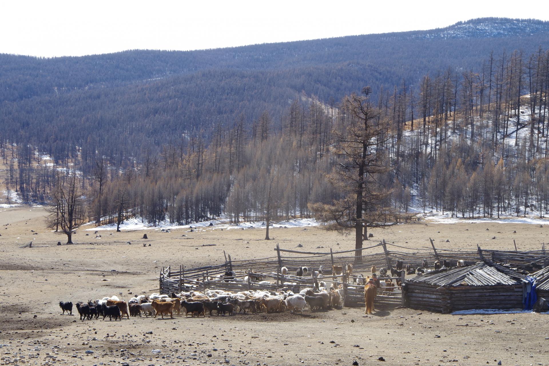 Sheep herd mongolia