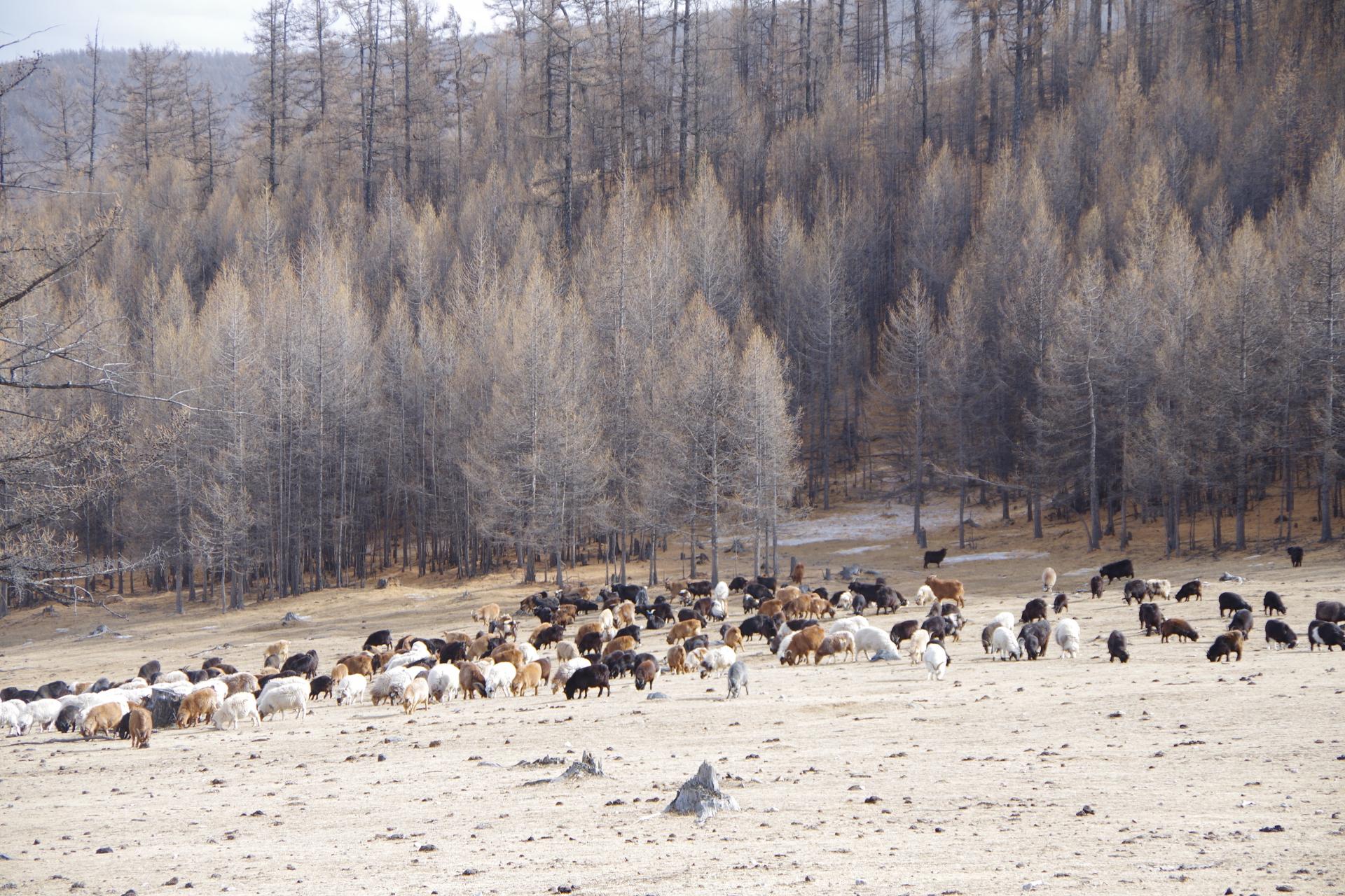 Sheep herd mongolia