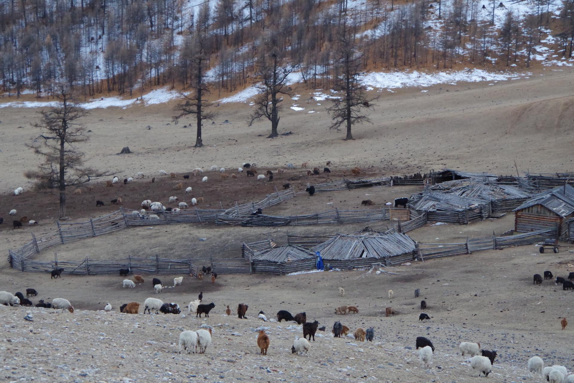 Sheep herd mongolia