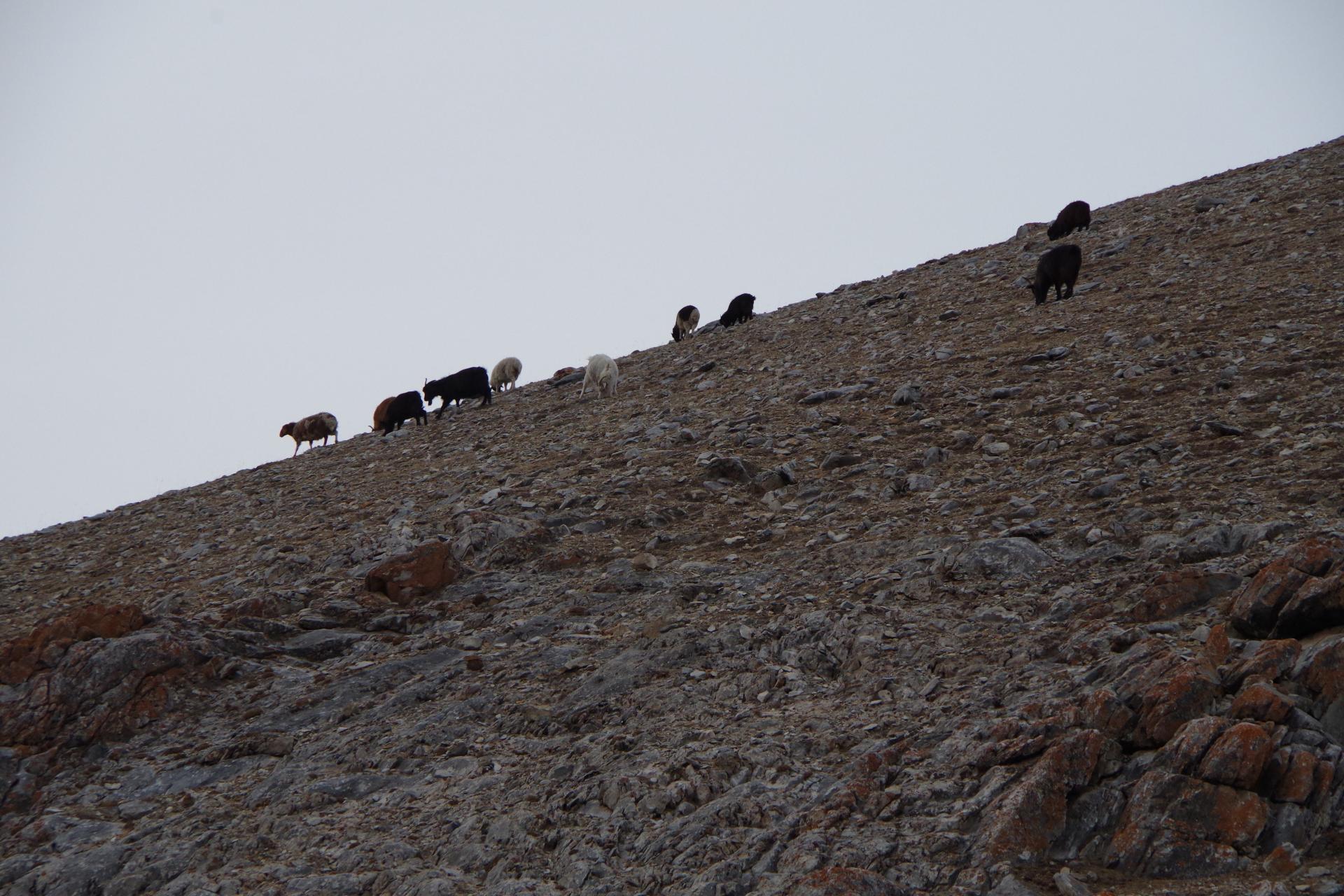 Sheep herd mongolia