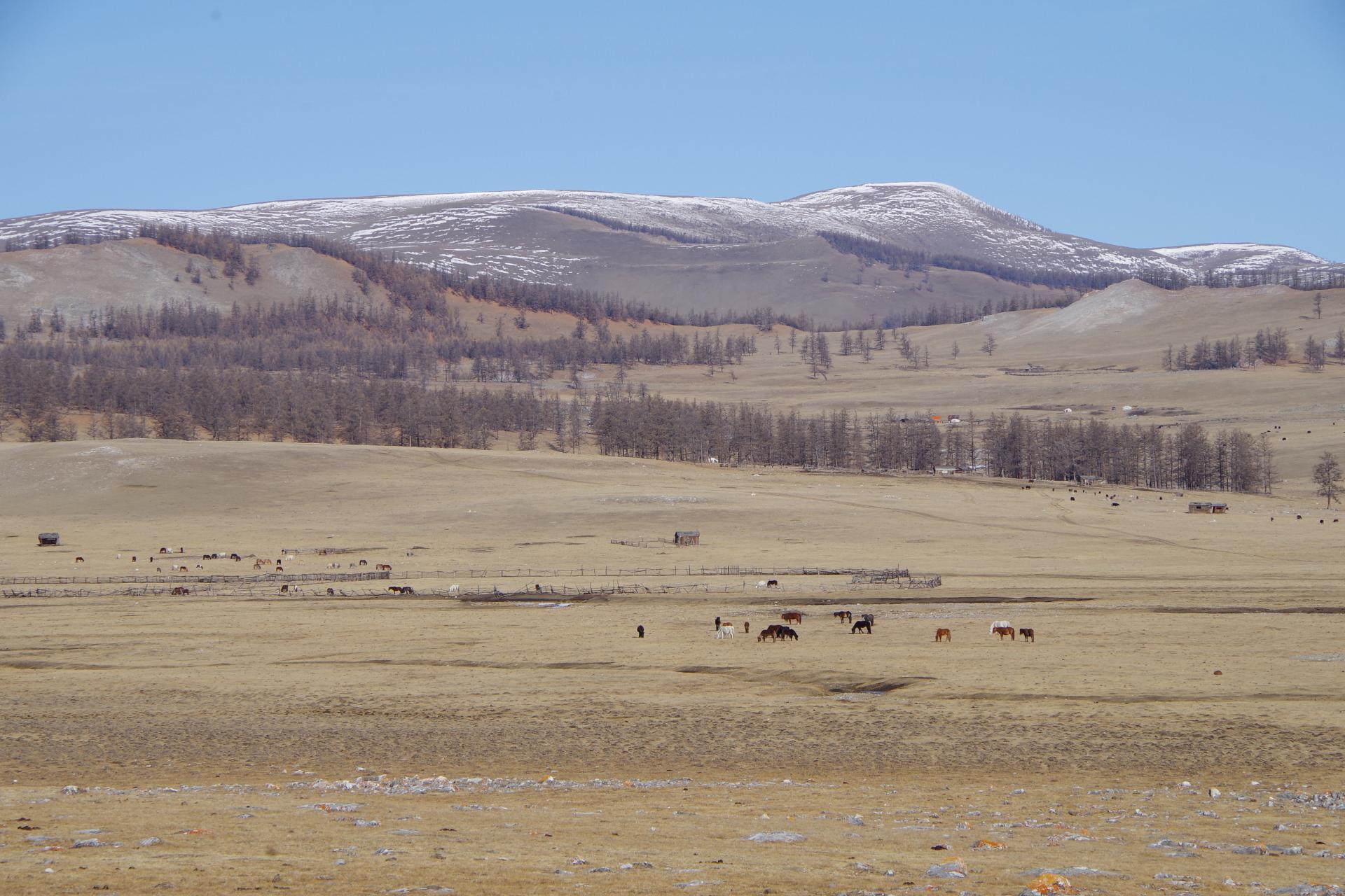 Mongolian steppe