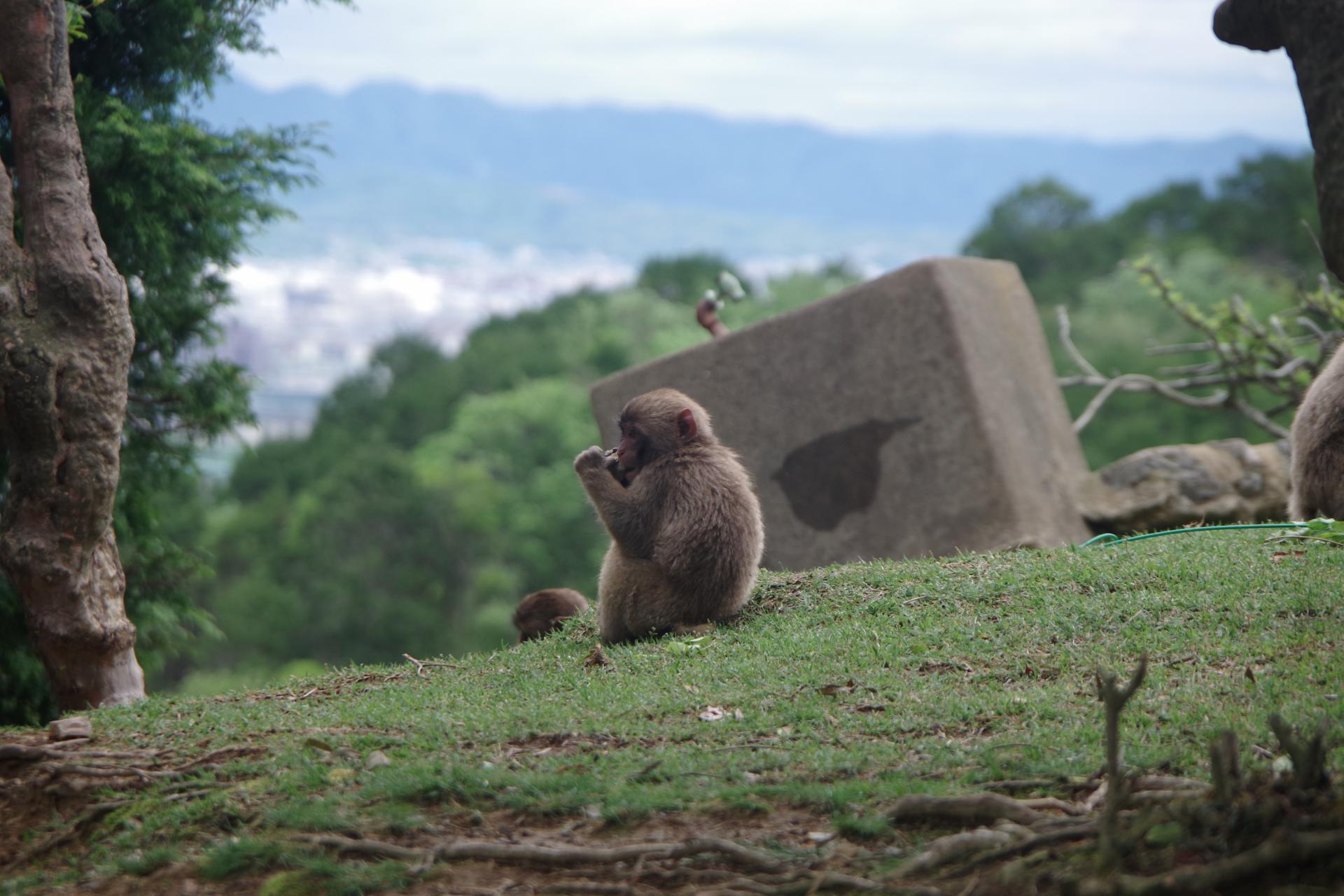 monkey park kyoto