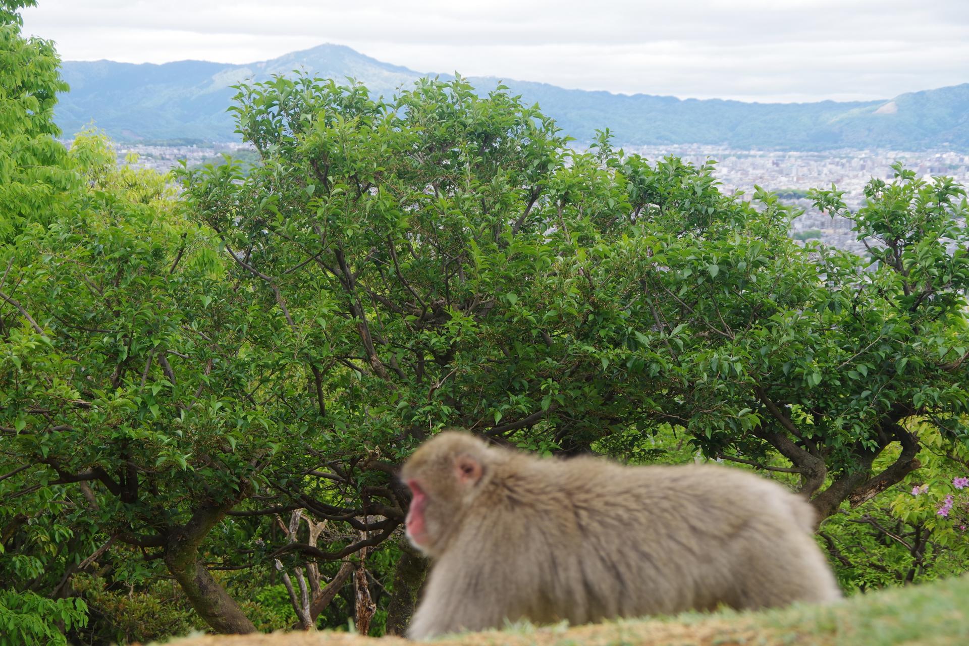 monkey park kyoto