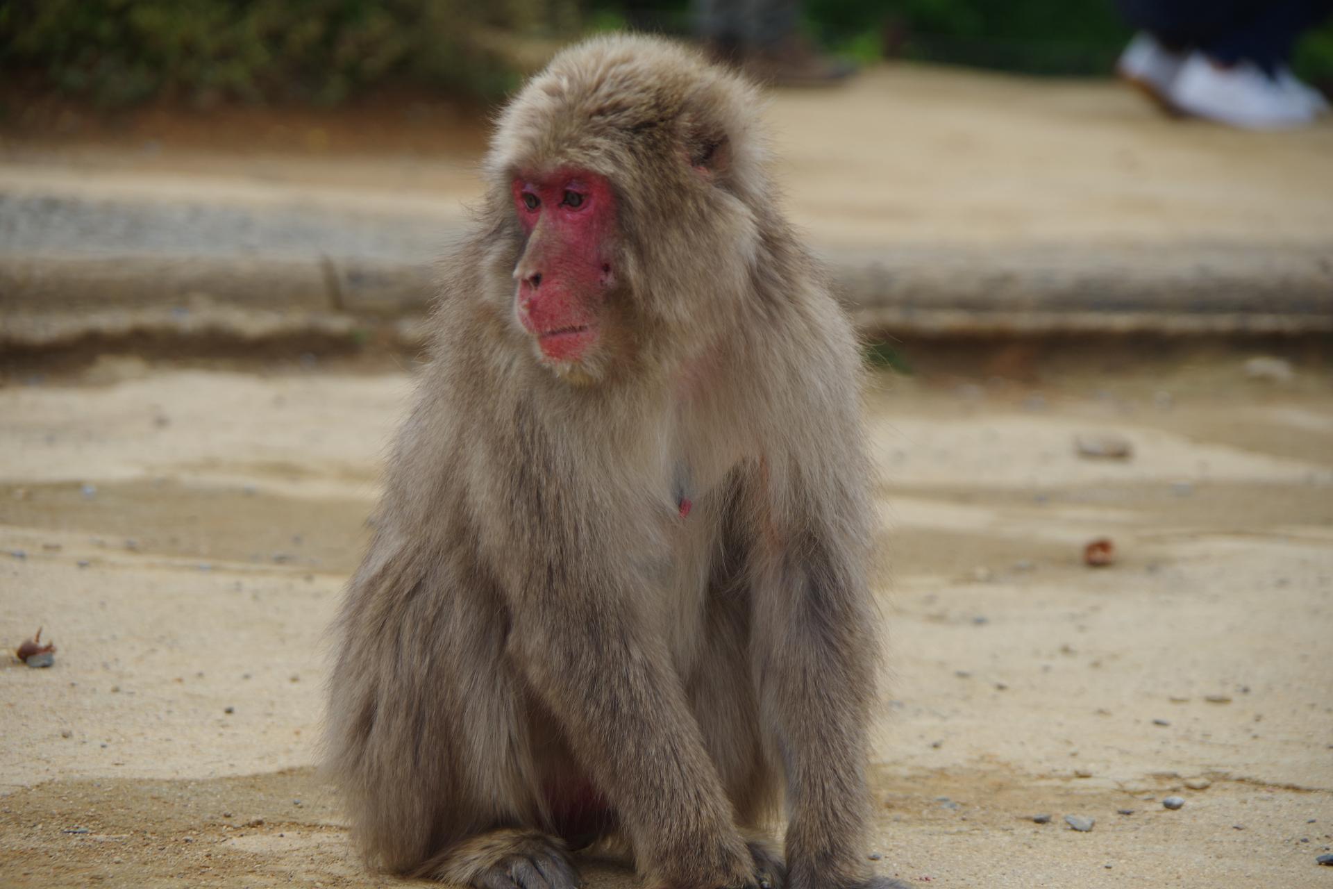 monkey park kyoto