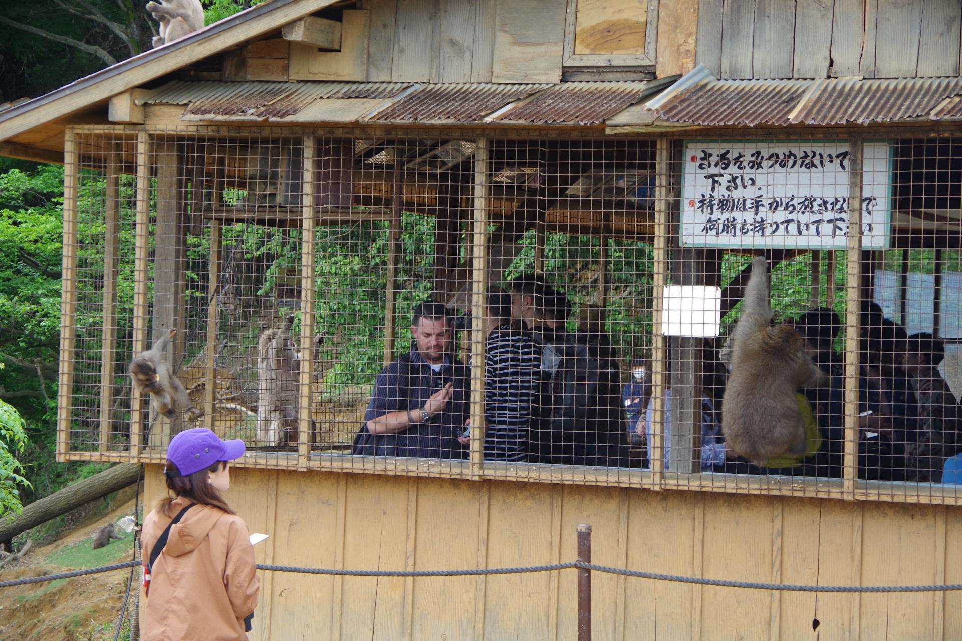 monkey park kyoto