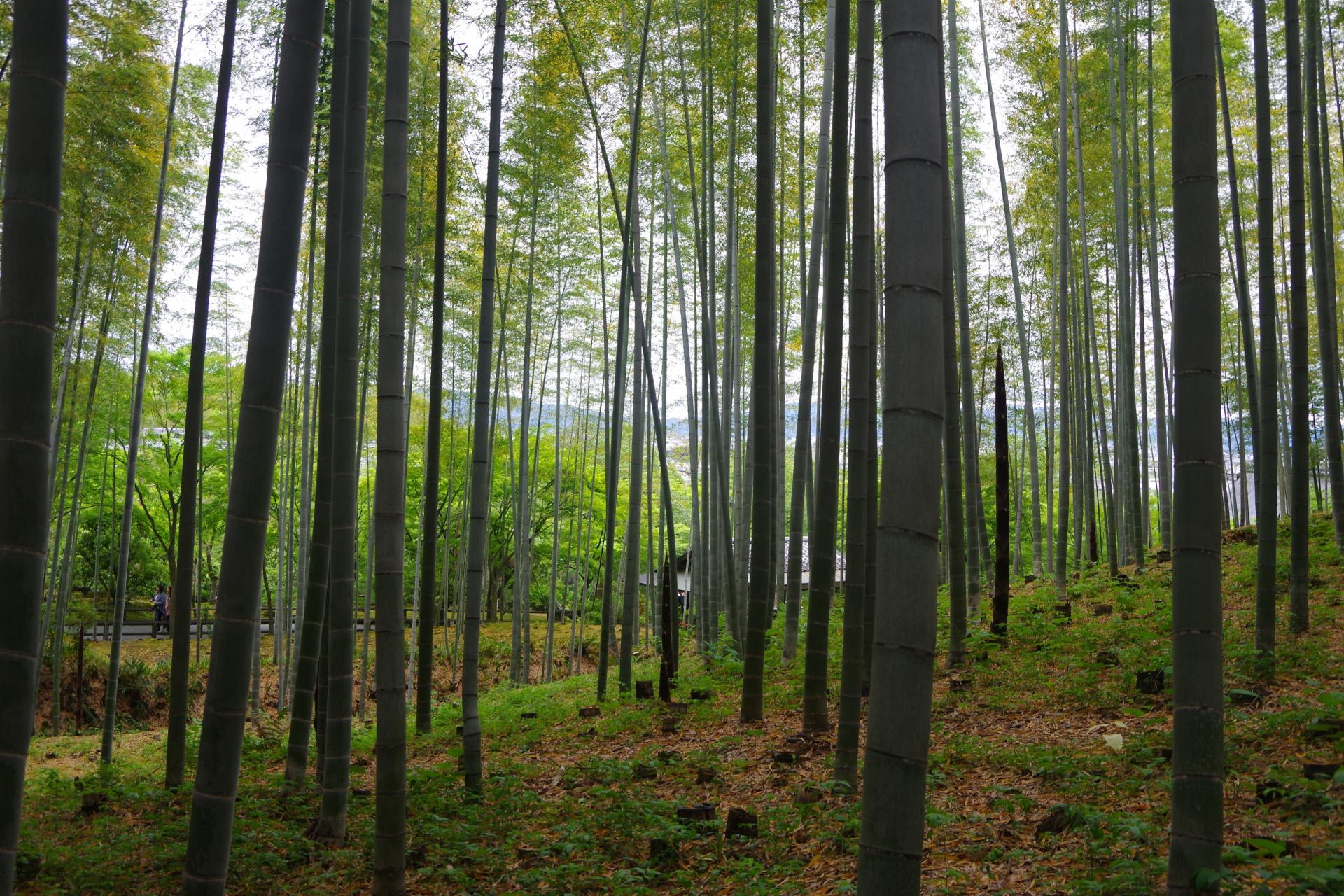 Arashiyama kyoto bamboo