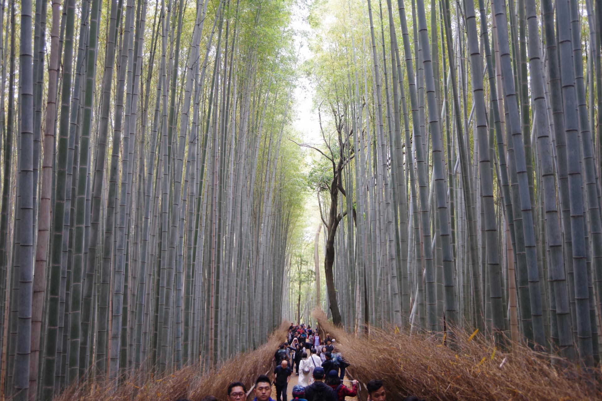 Arashiyama kyoto bamboo