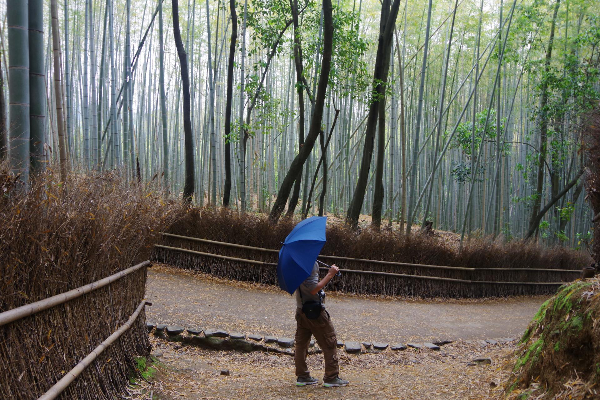 Arashiyama kyoto bamboo