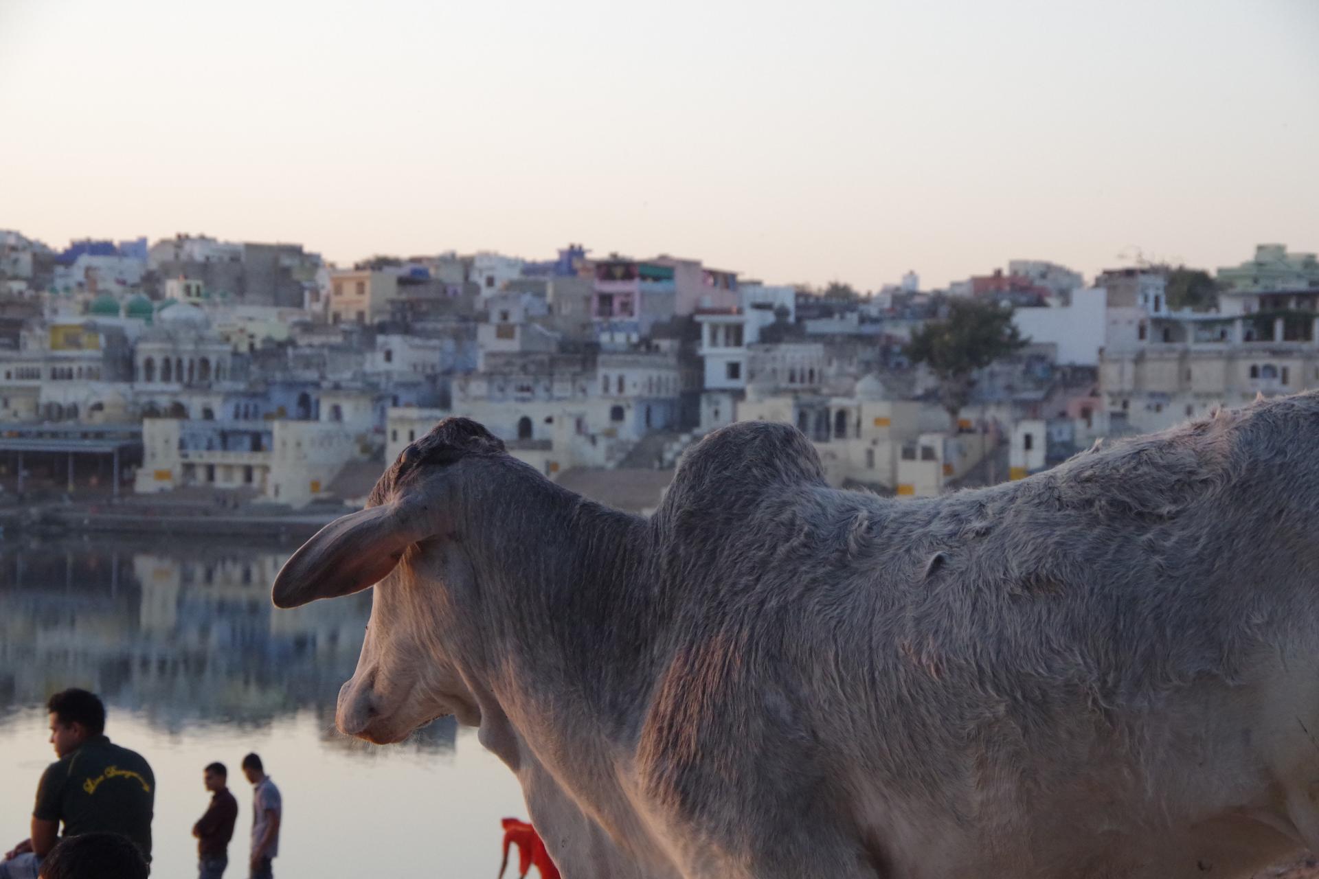 Vache Pushkar
