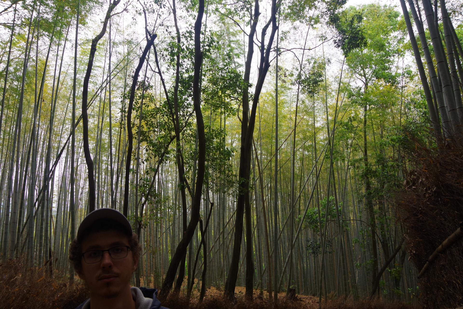 Arashiyama kyoto bamboo