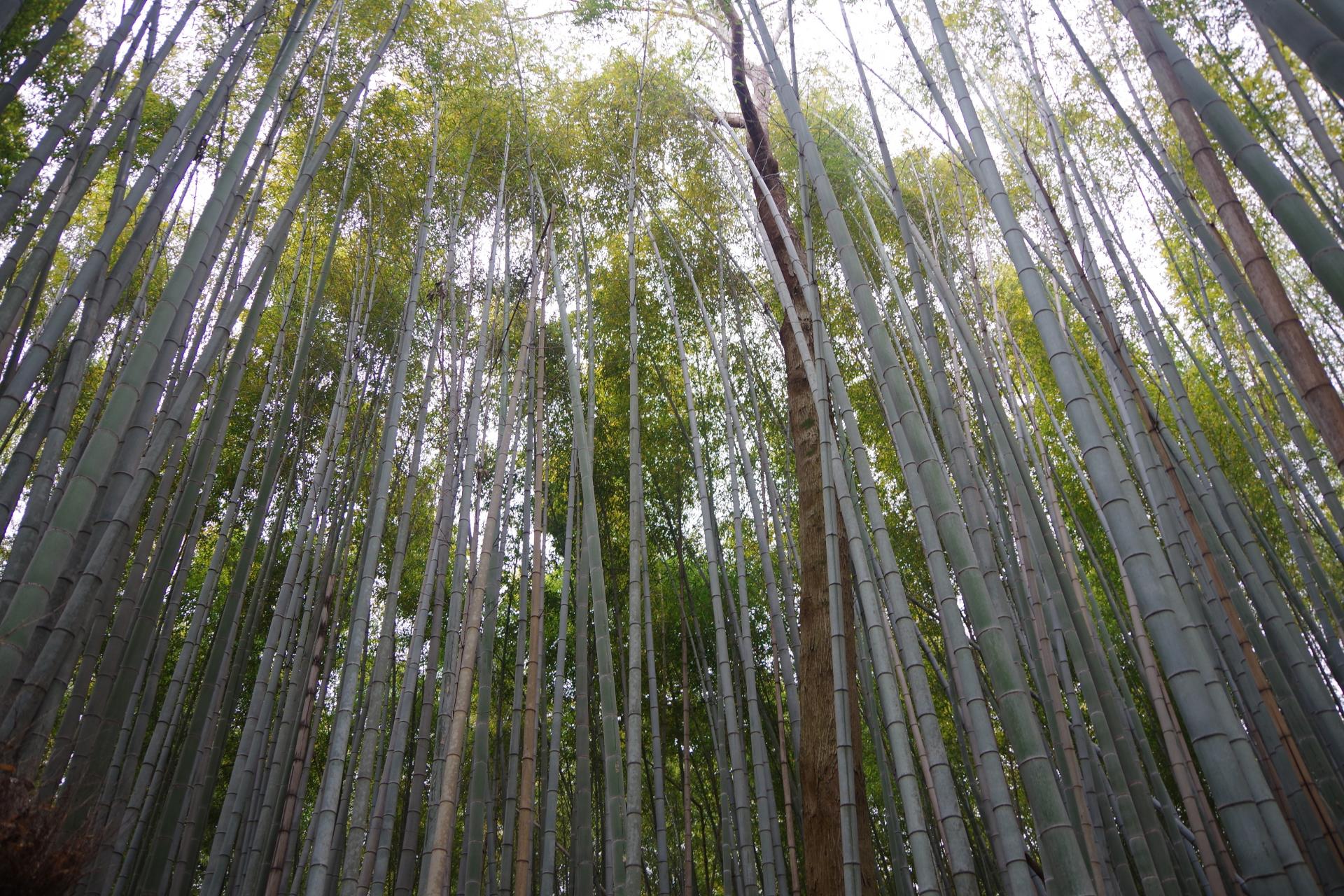 Arashiyama kyoto bamboo