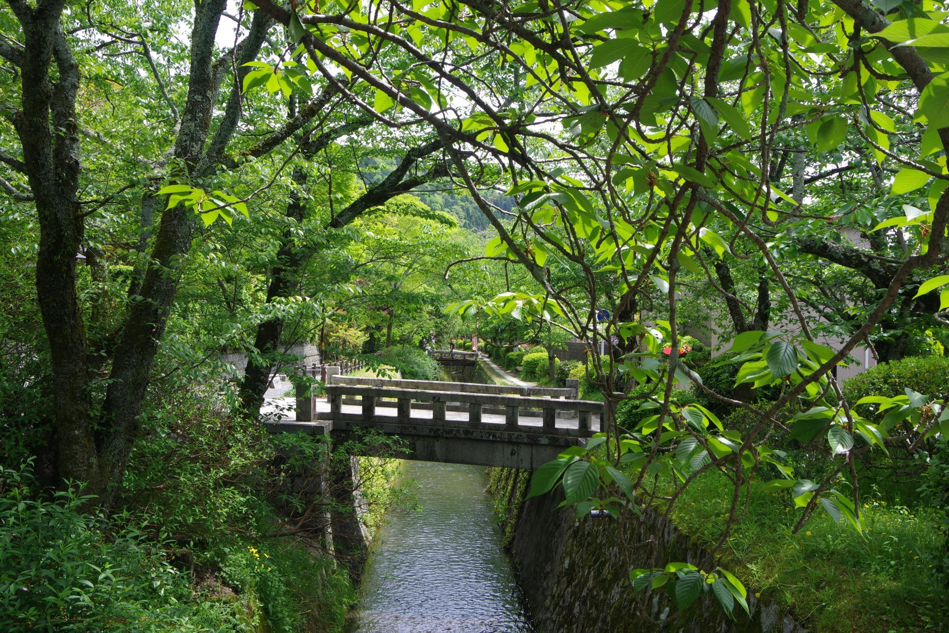 Philosophy path kyoto