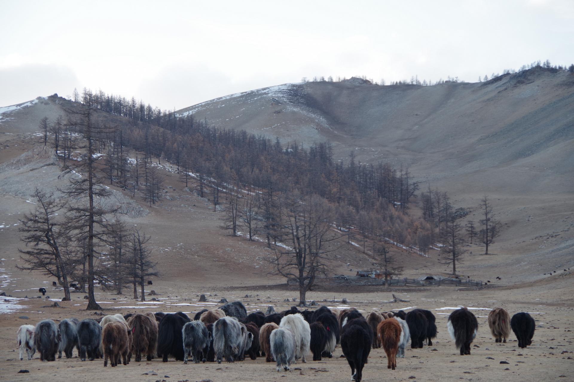 Yaks Hatgal farm