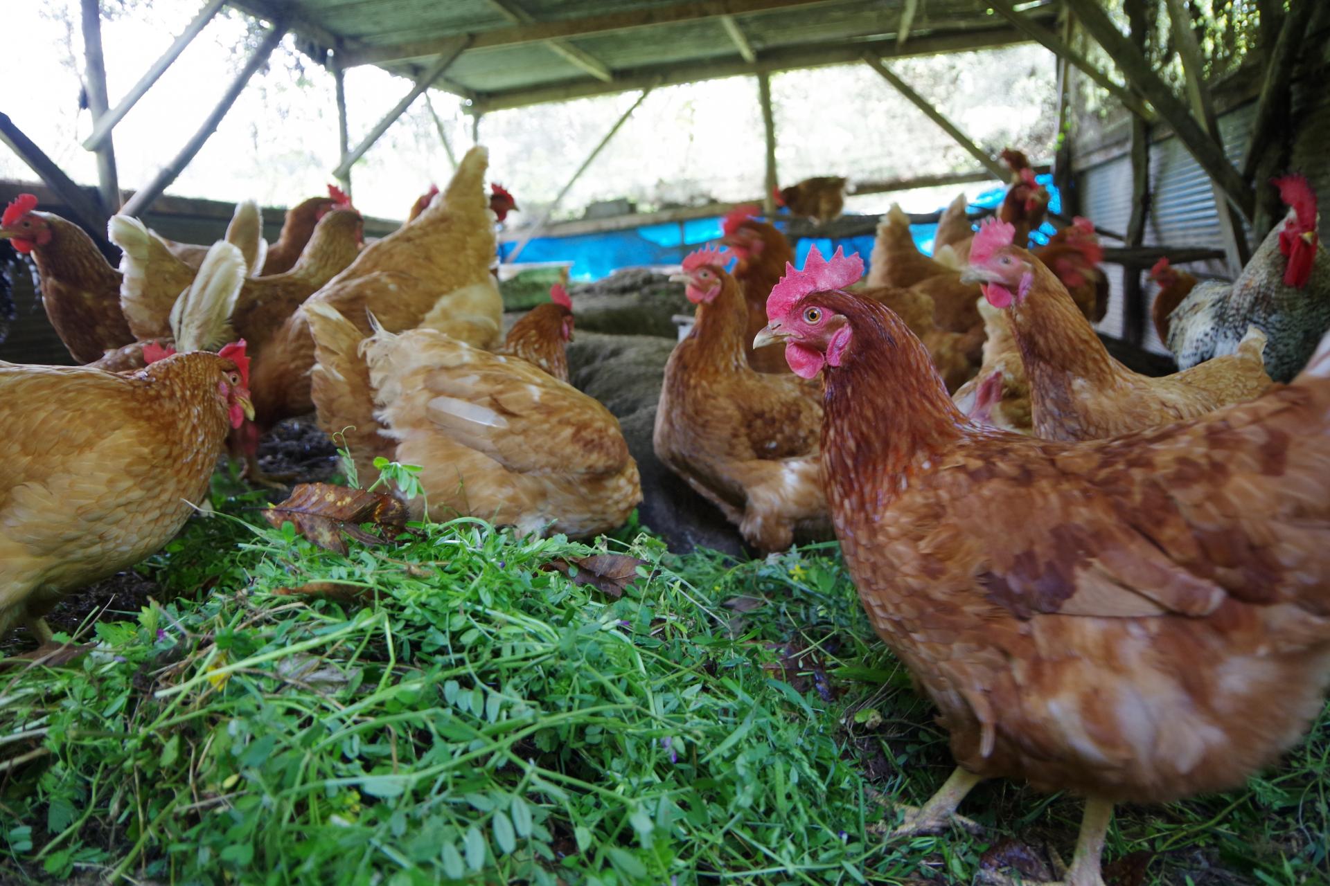 Kamiyamada farm