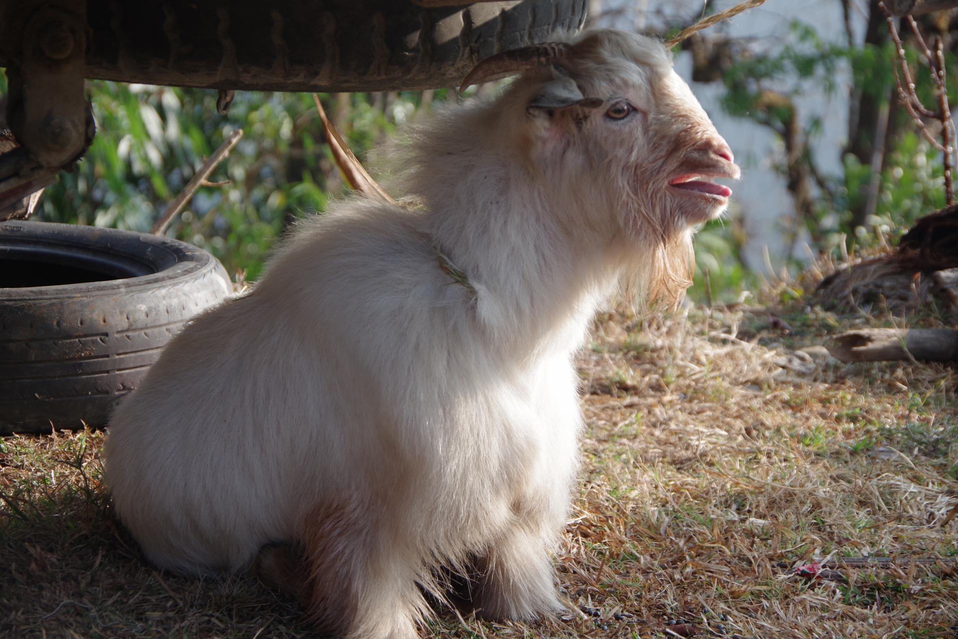 Goat Nepal