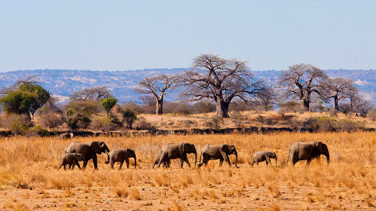 Tarangire tazanie